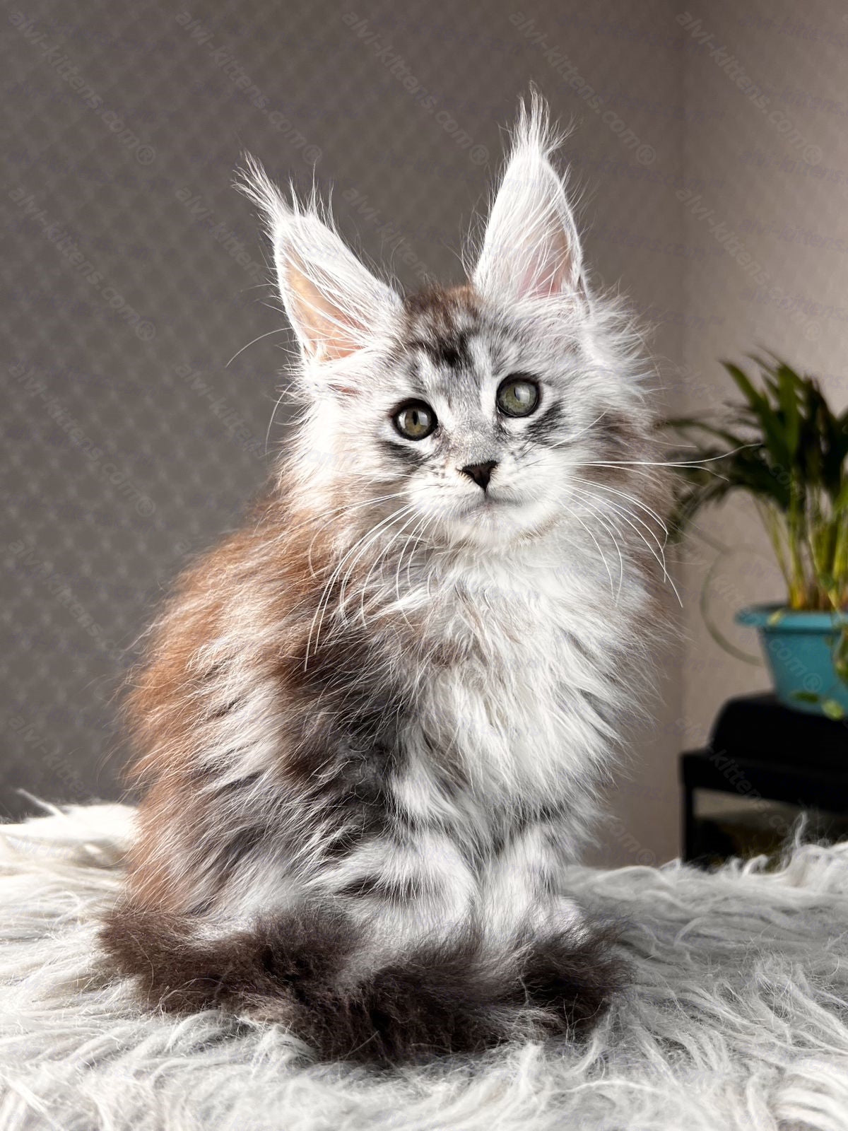 Maine Coon Kitten Name "Symphony"