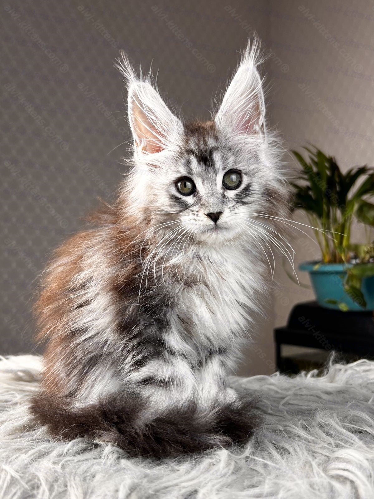 Maine Coon Kitten Name "Symphony"