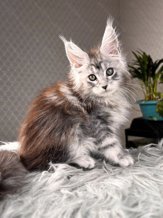 Maine Coon Kitten Name "Symphony"