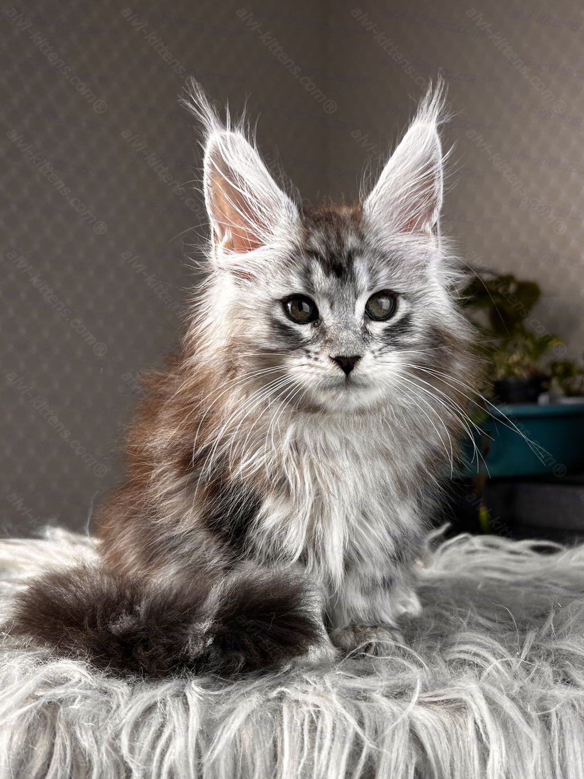 Maine Coon Kitten Name "Symphony"