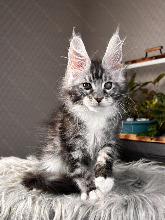 Maine Coon Kitten Name "Raoul"