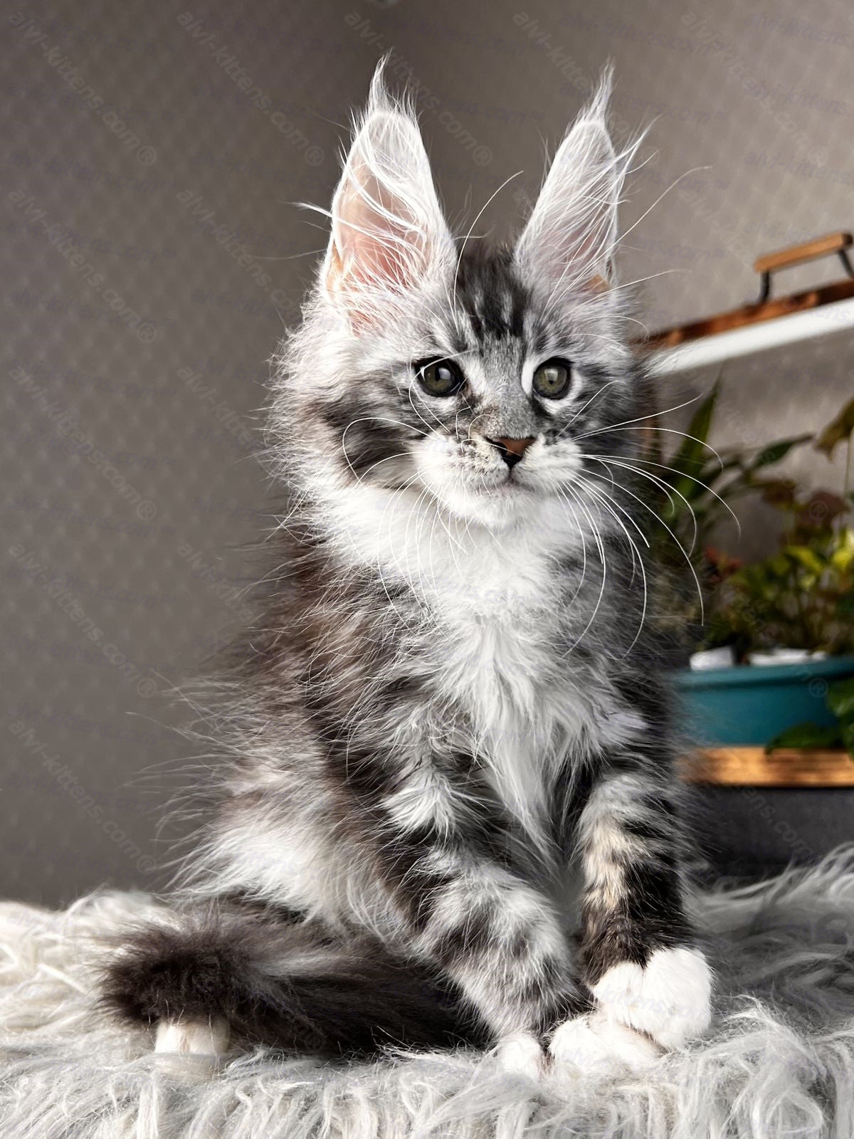 Maine Coon Kitten Name "Raoul"