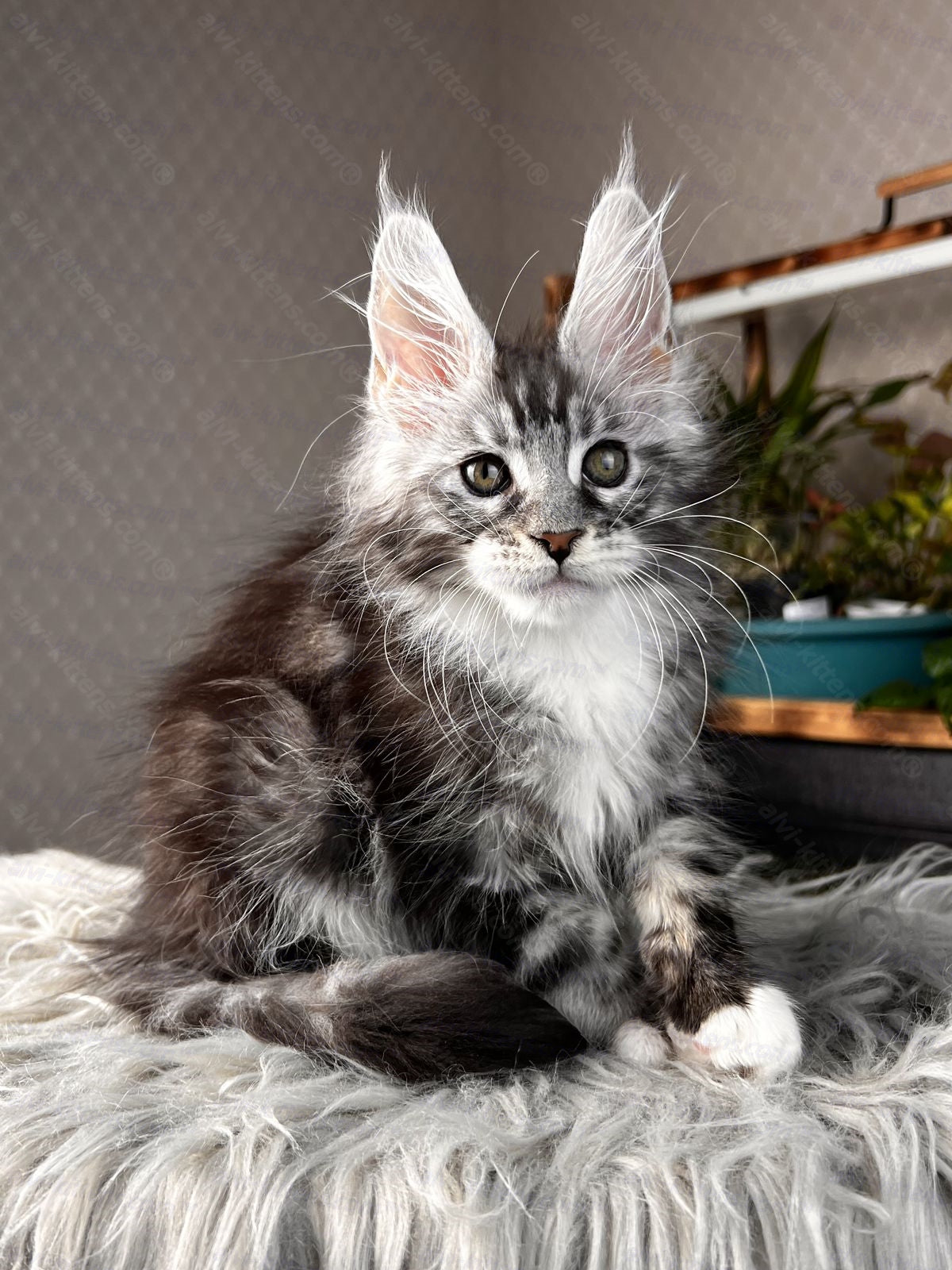 Maine Coon Kitten Name "Raoul"