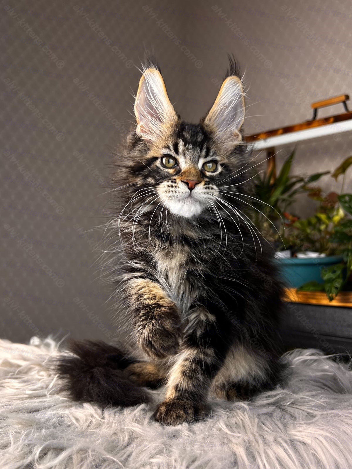 Maine Coon Kitten Name "Renaldo"