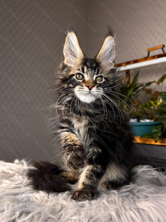 Maine Coon Kitten Name "Renaldo"