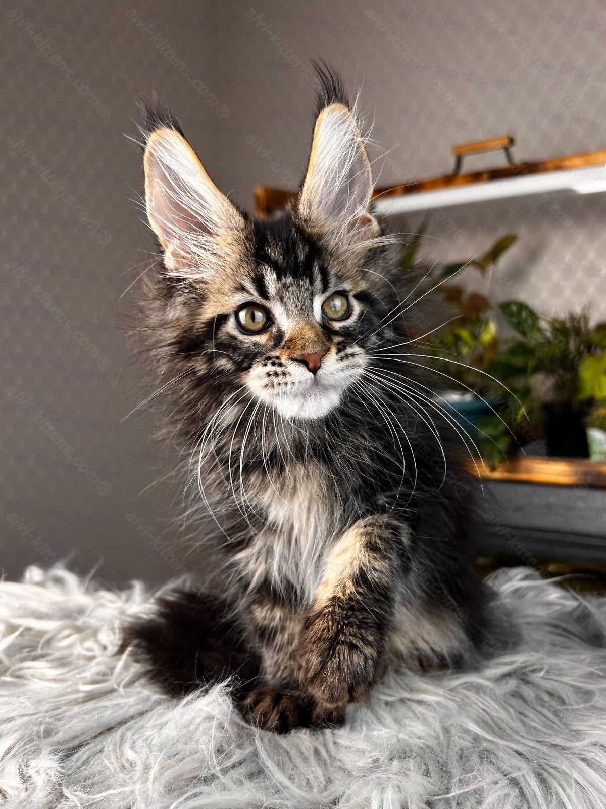 Maine Coon Kitten Name "Renaldo"