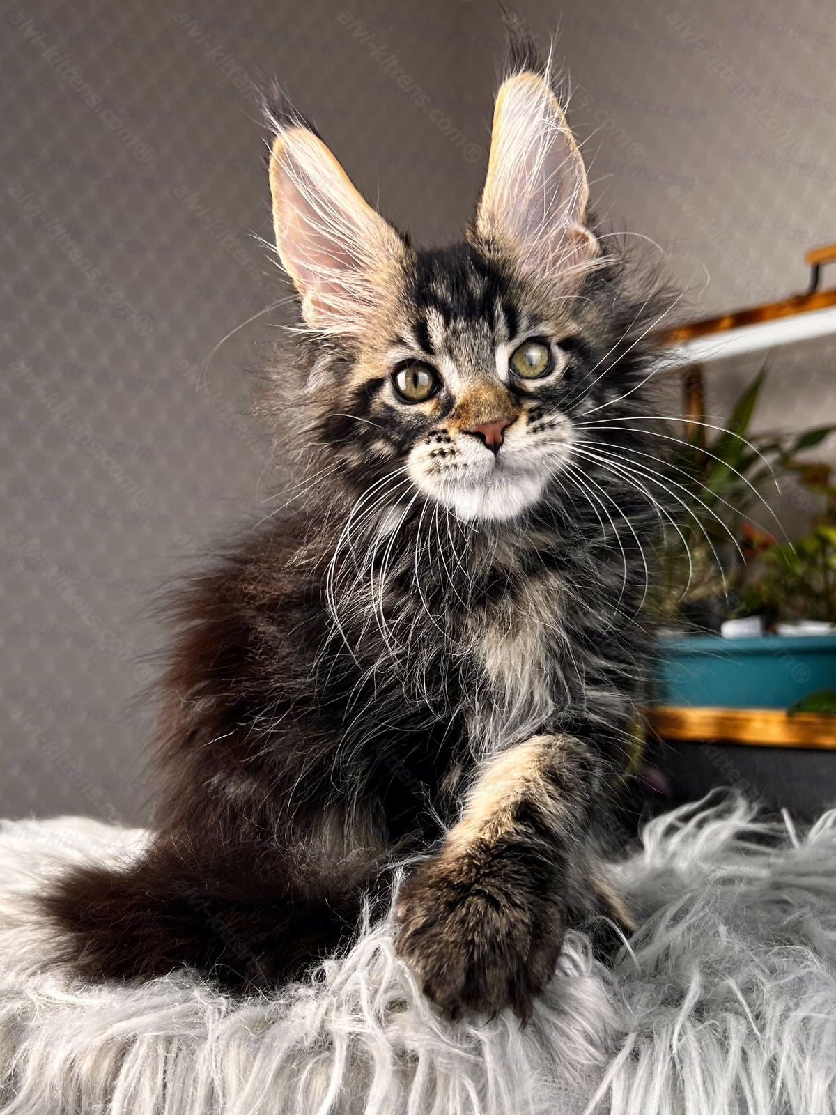 Maine Coon Kitten Name "Renaldo"