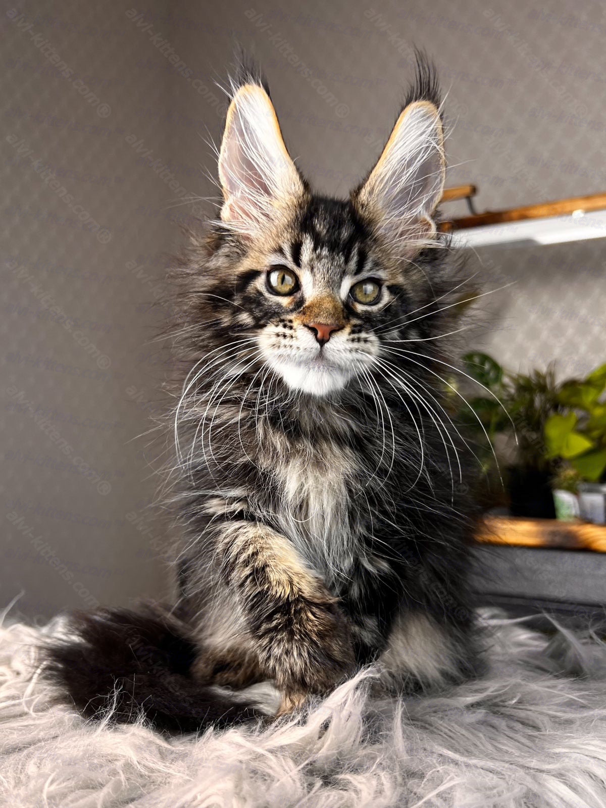 Maine Coon Kitten Name "Renaldo"