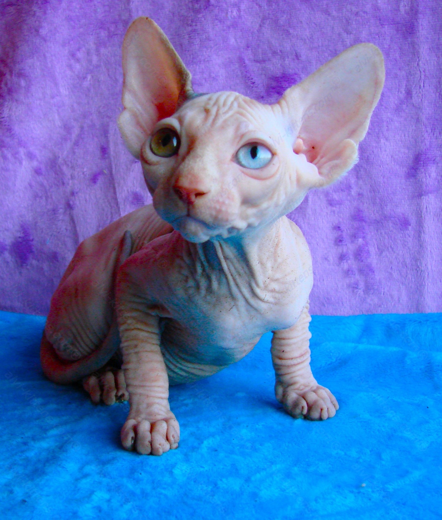 Canadian Sphynx Kitten "CSf-0121"