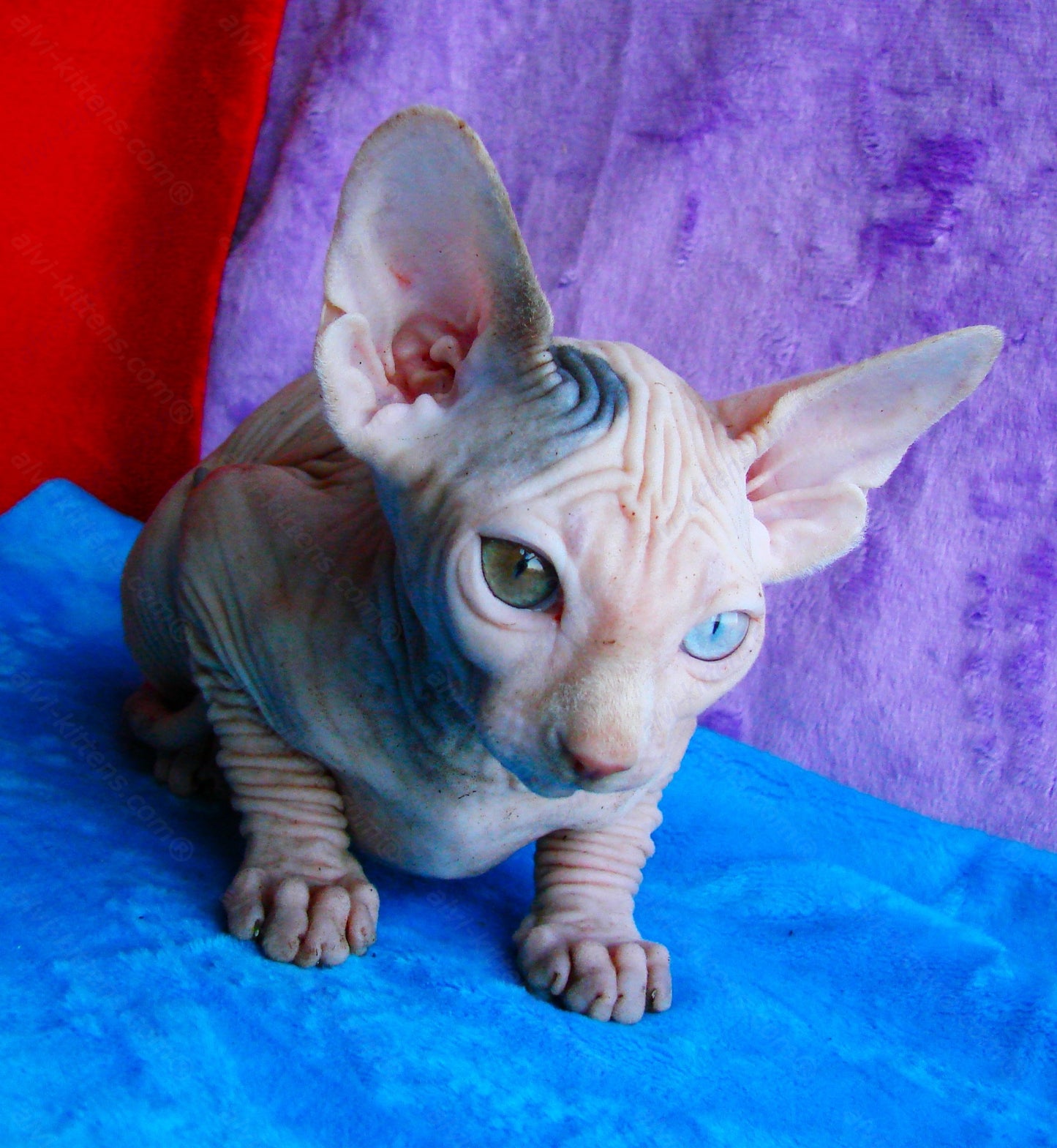 Canadian Sphynx Kitten "CSf-0121"