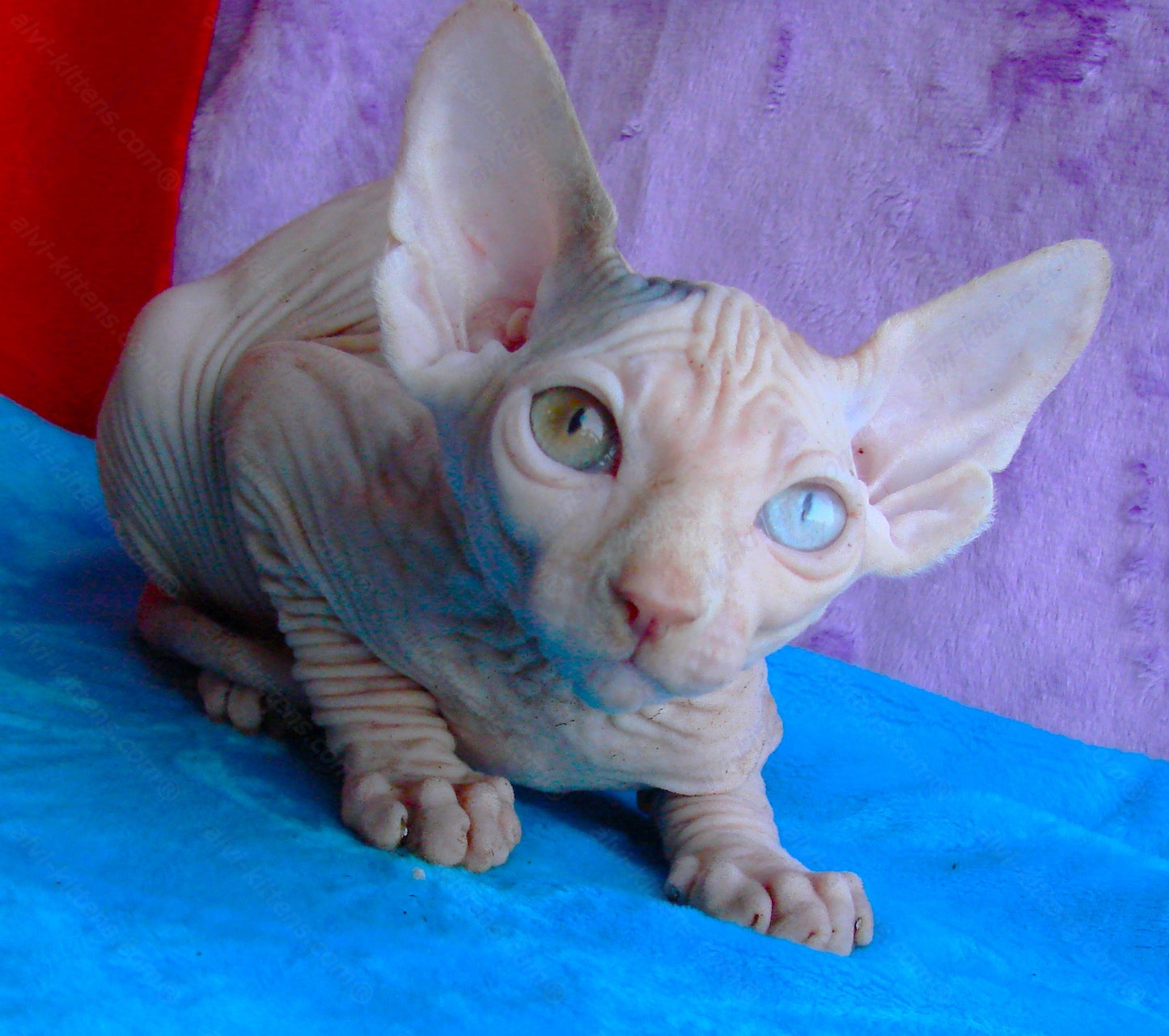 Canadian Sphynx Kitten "CSf-012"