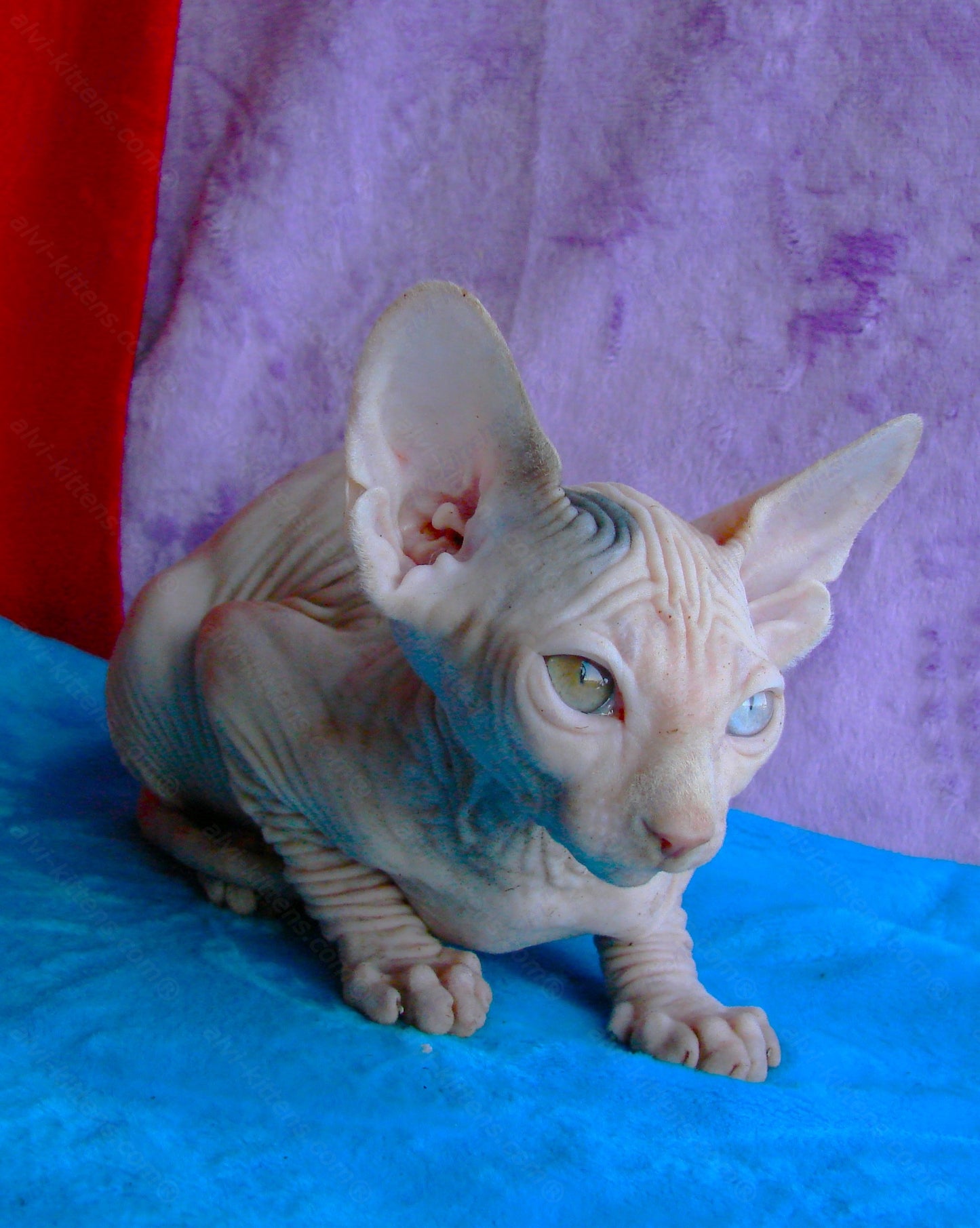 Canadian Sphynx Kitten "CSf-0121"