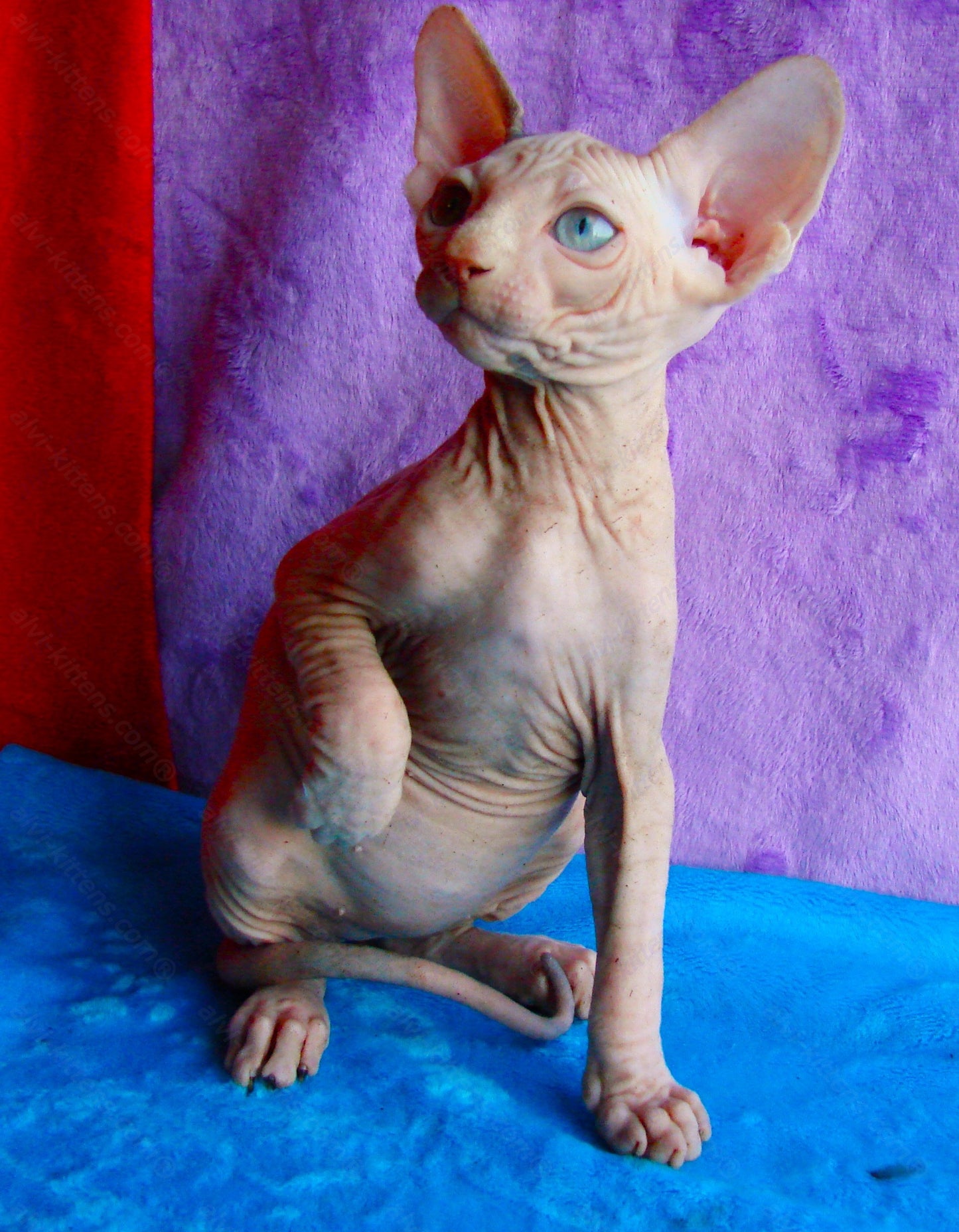 Canadian Sphynx Kitten "CSf-0121"