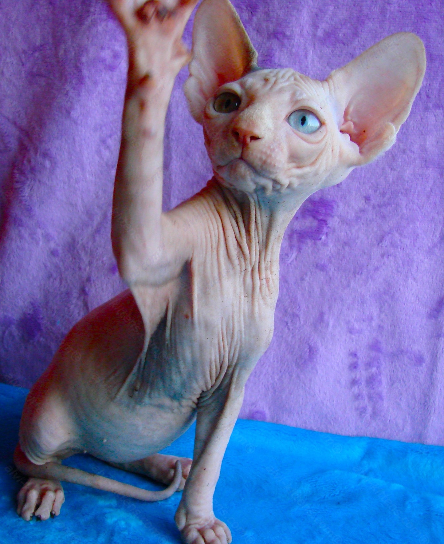 Canadian Sphynx Kitten "CSf-012"