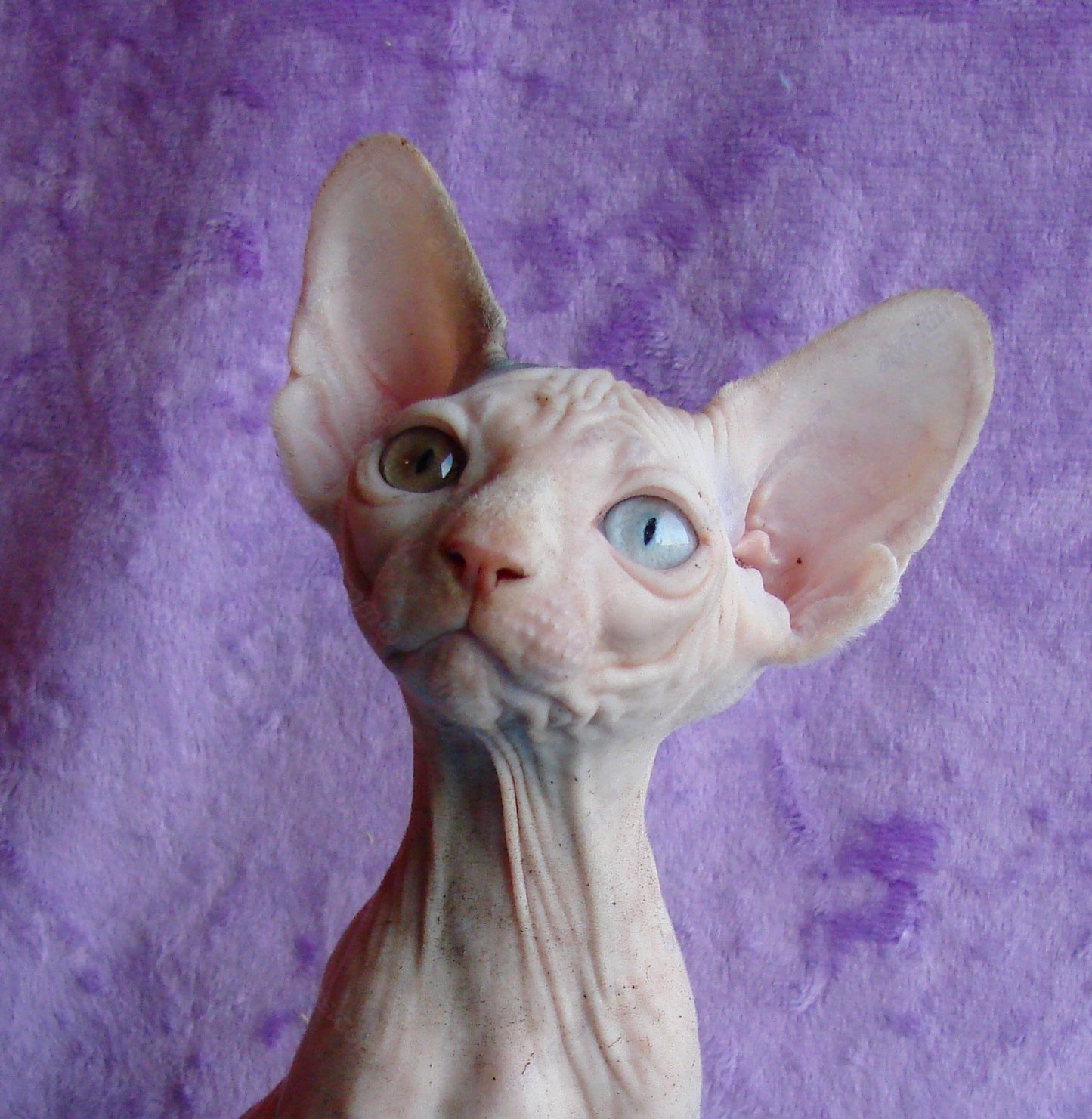 Canadian Sphynx Kitten "CSf-0121"