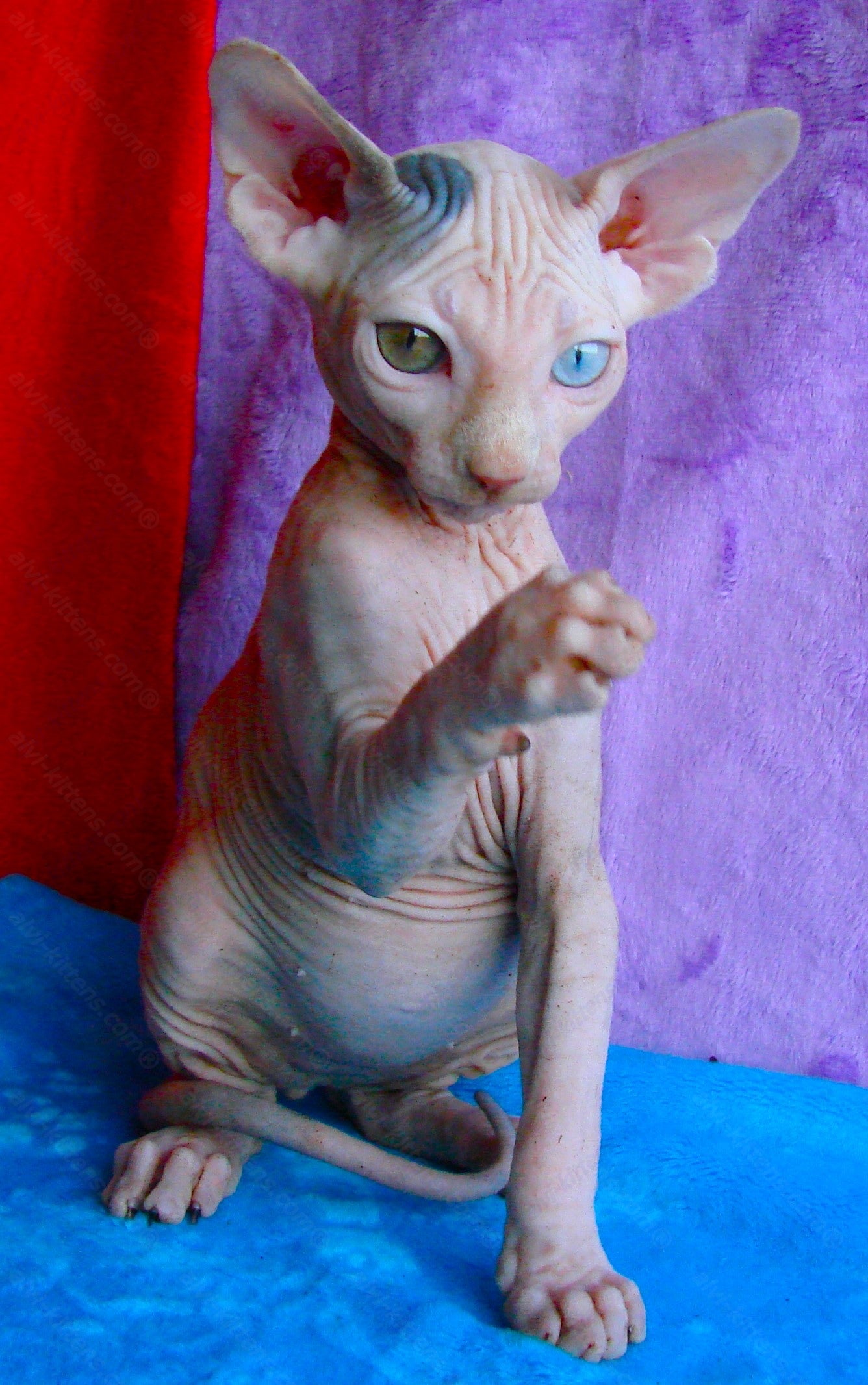 Canadian Sphynx Kitten "CSf-012"