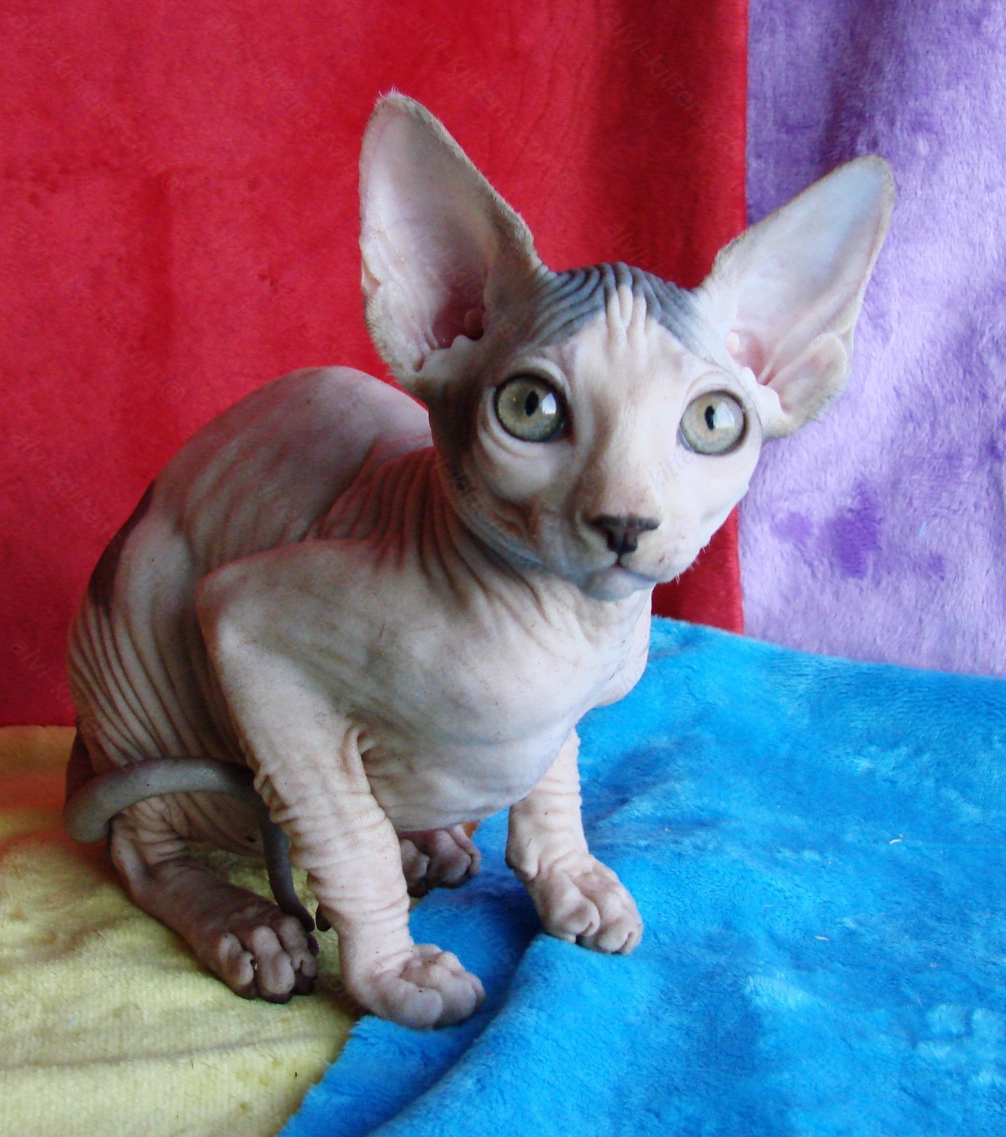 Canadian Sphynx Kitten "CSf-014"