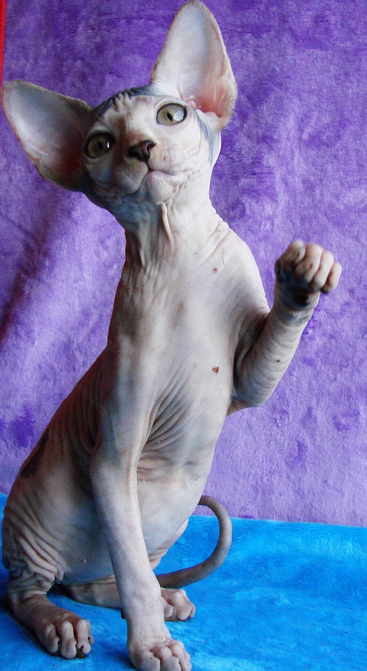 Canadian Sphynx Kitten "CSf-014"