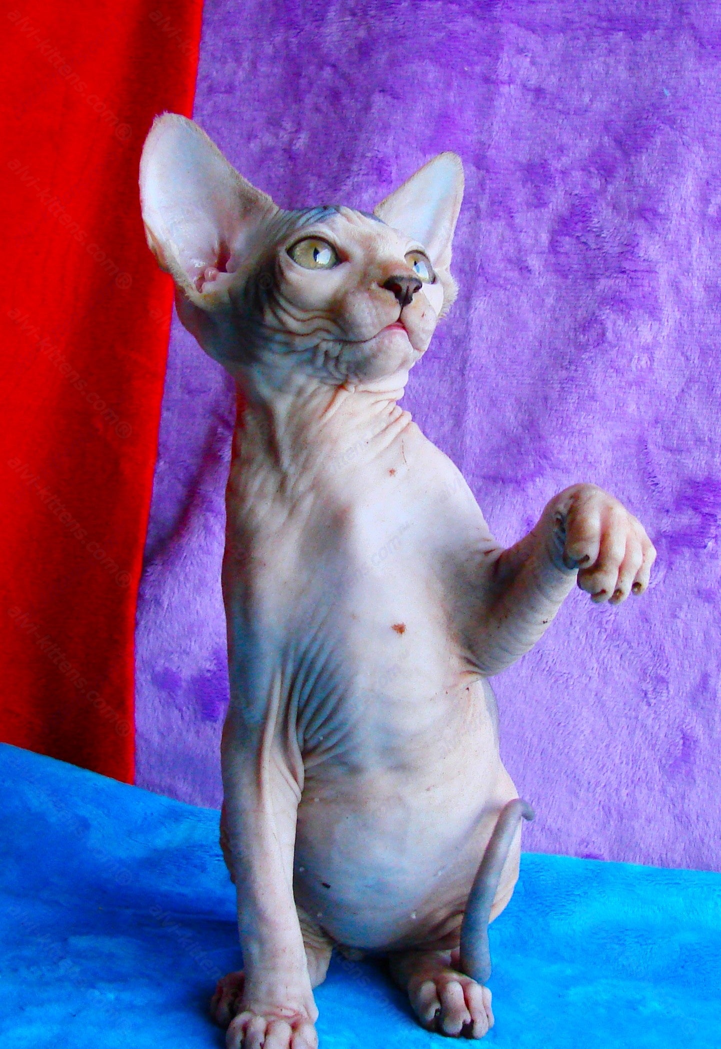 Canadian Sphynx Kitten "CSf-014"