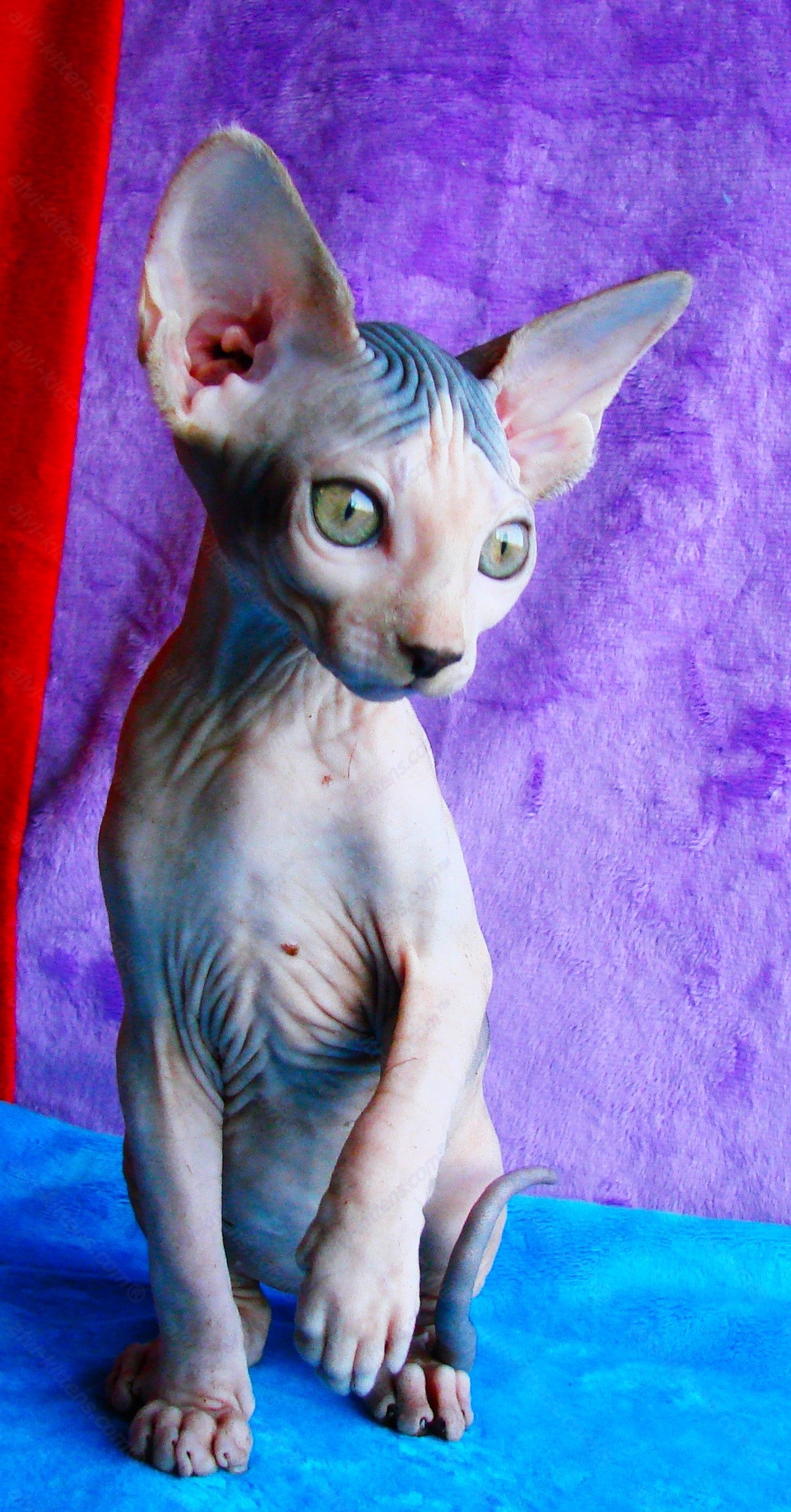 Canadian Sphynx Kitten "CSf-014"