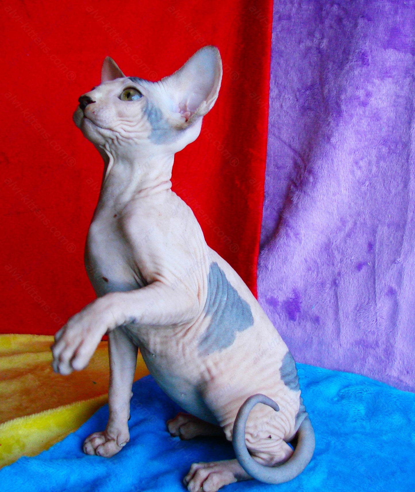 Canadian Sphynx Kitten "CSf-014"