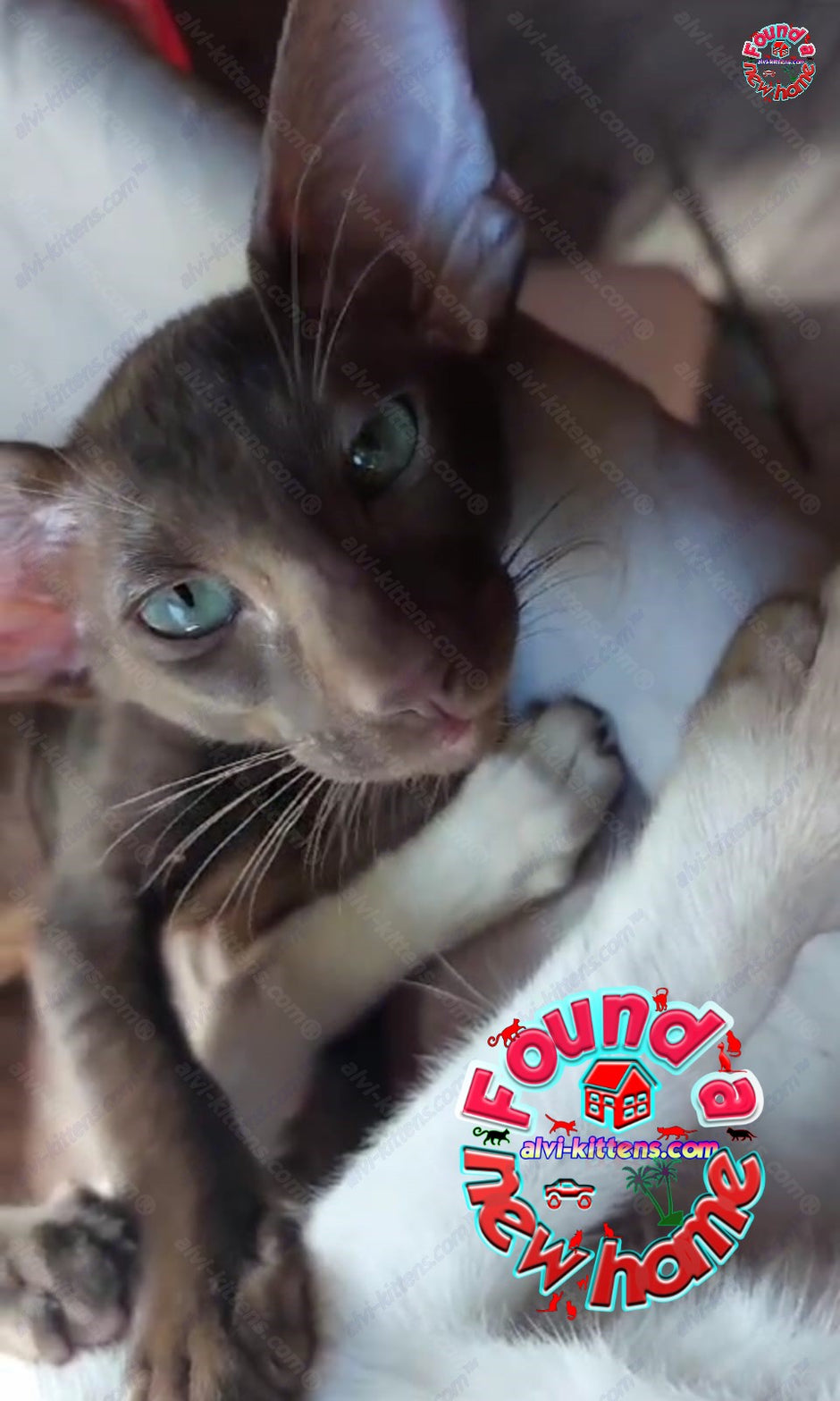 Find Your Perfect Oriental Shorthair Kitten for Sale or Adoption – ALVI