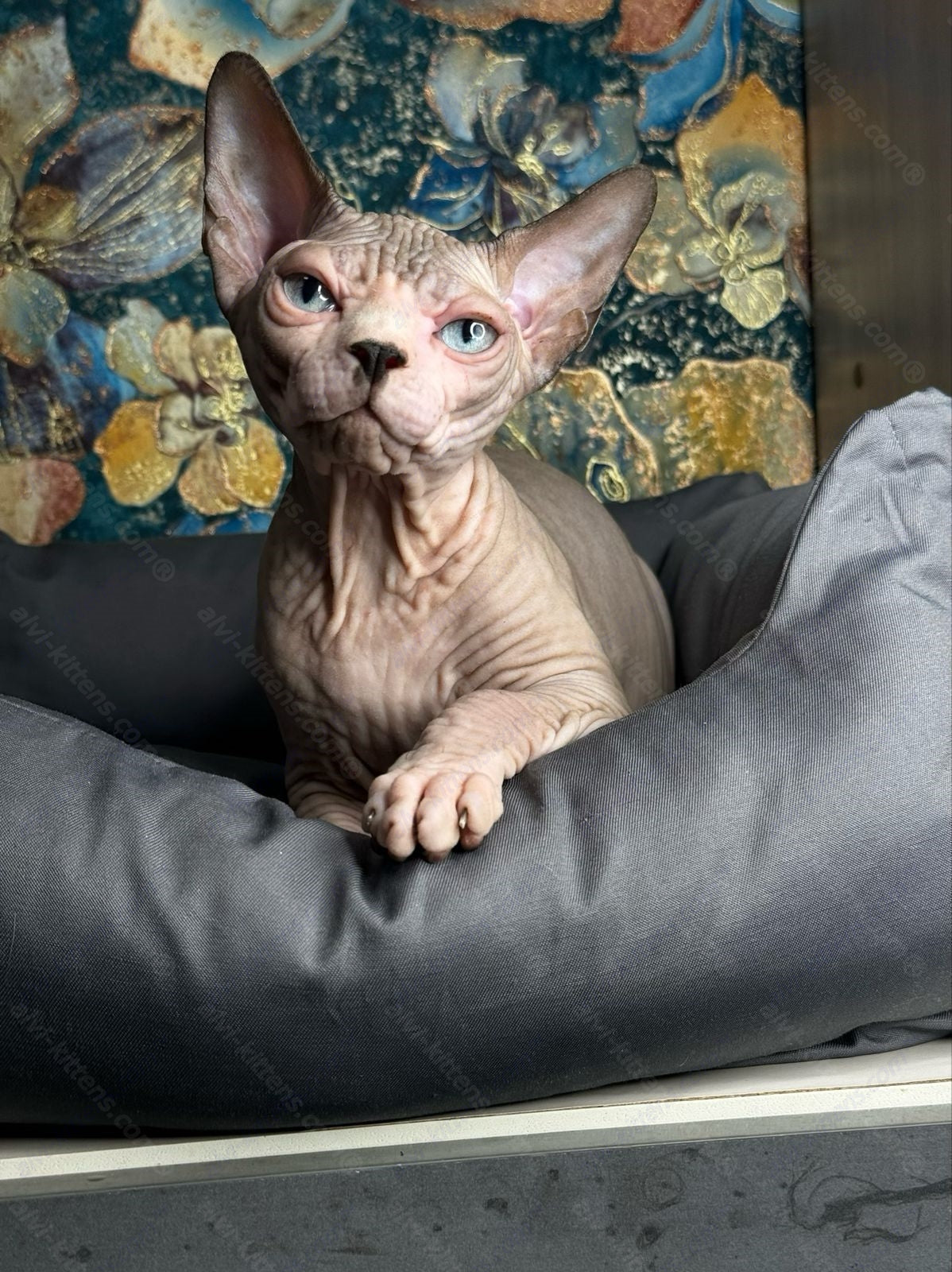 Canadian Sphynx Kitten "Flint"