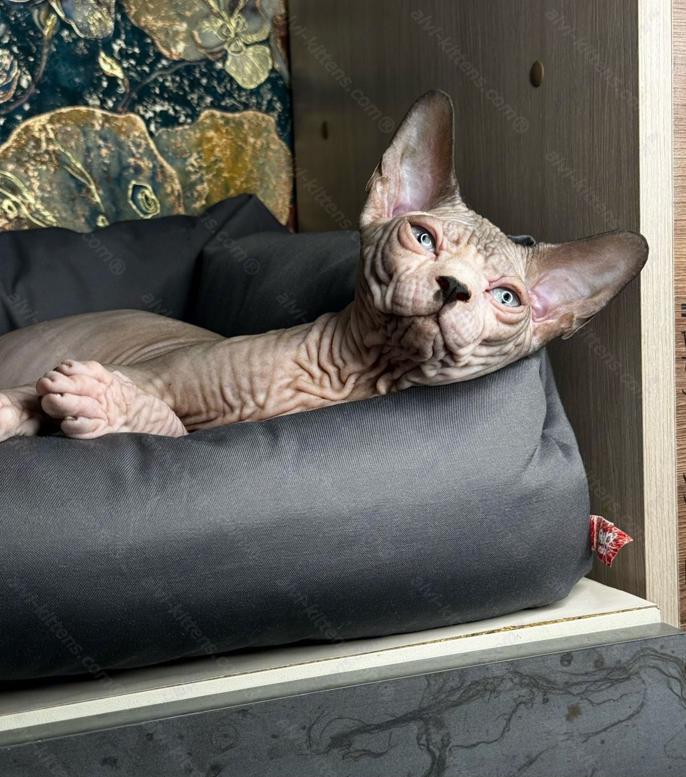 Canadian Sphynx Kitten "Flint"