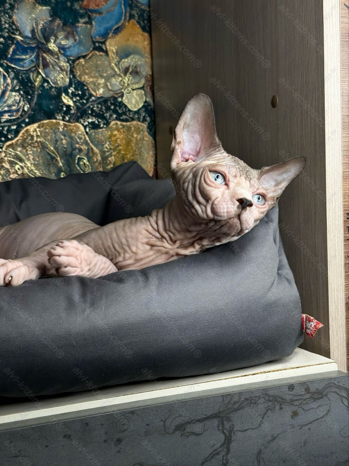 Canadian Sphynx Kitten "Flint"