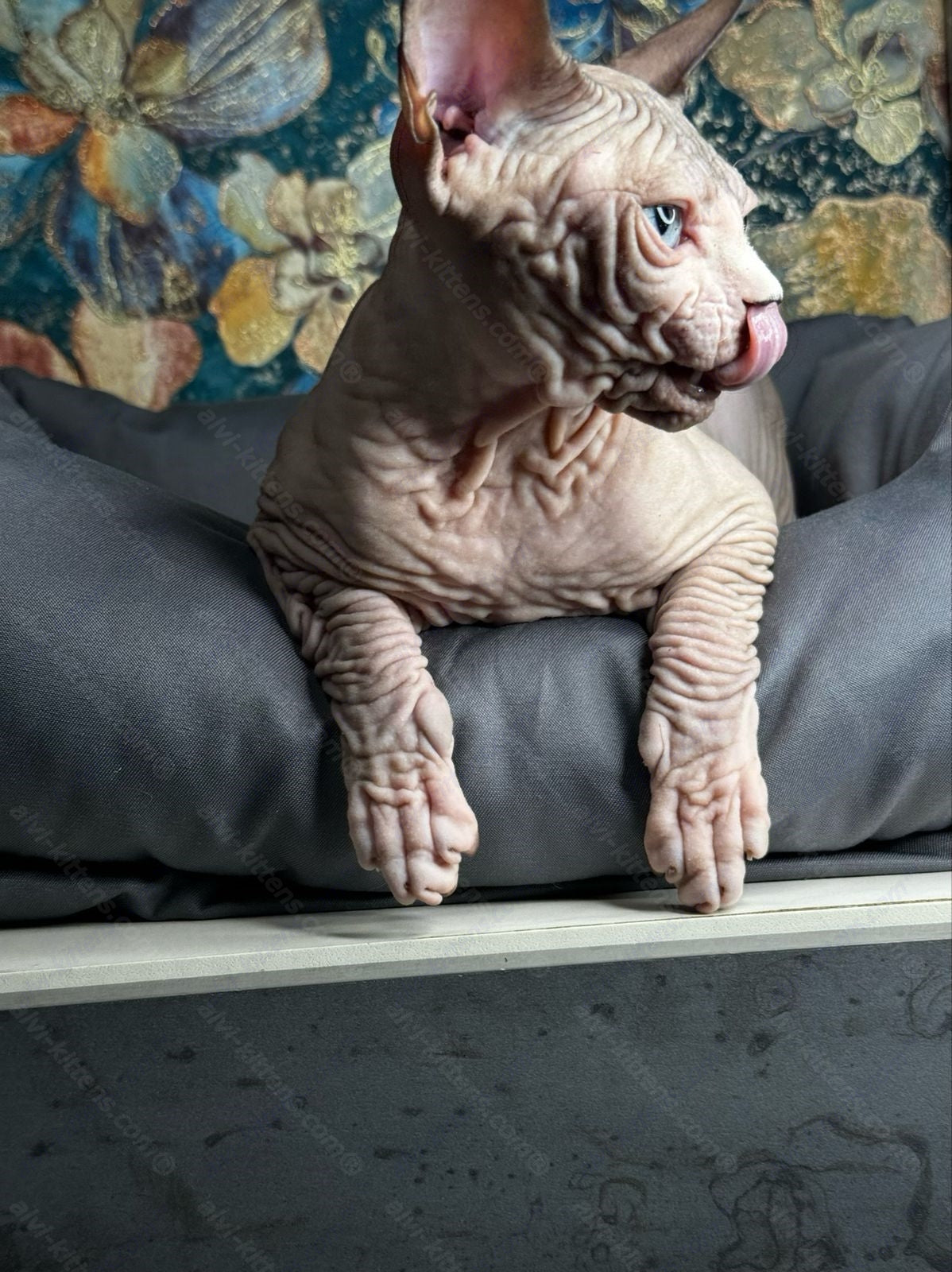 Canadian Sphynx Kitten "Flint"