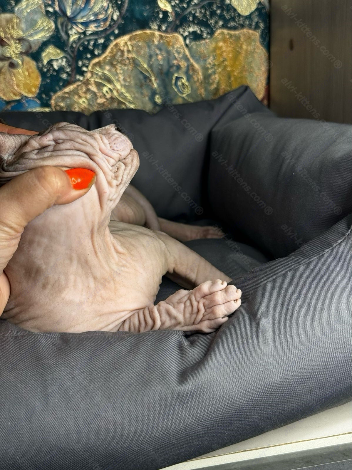 Canadian Sphynx Kitten "Flint"