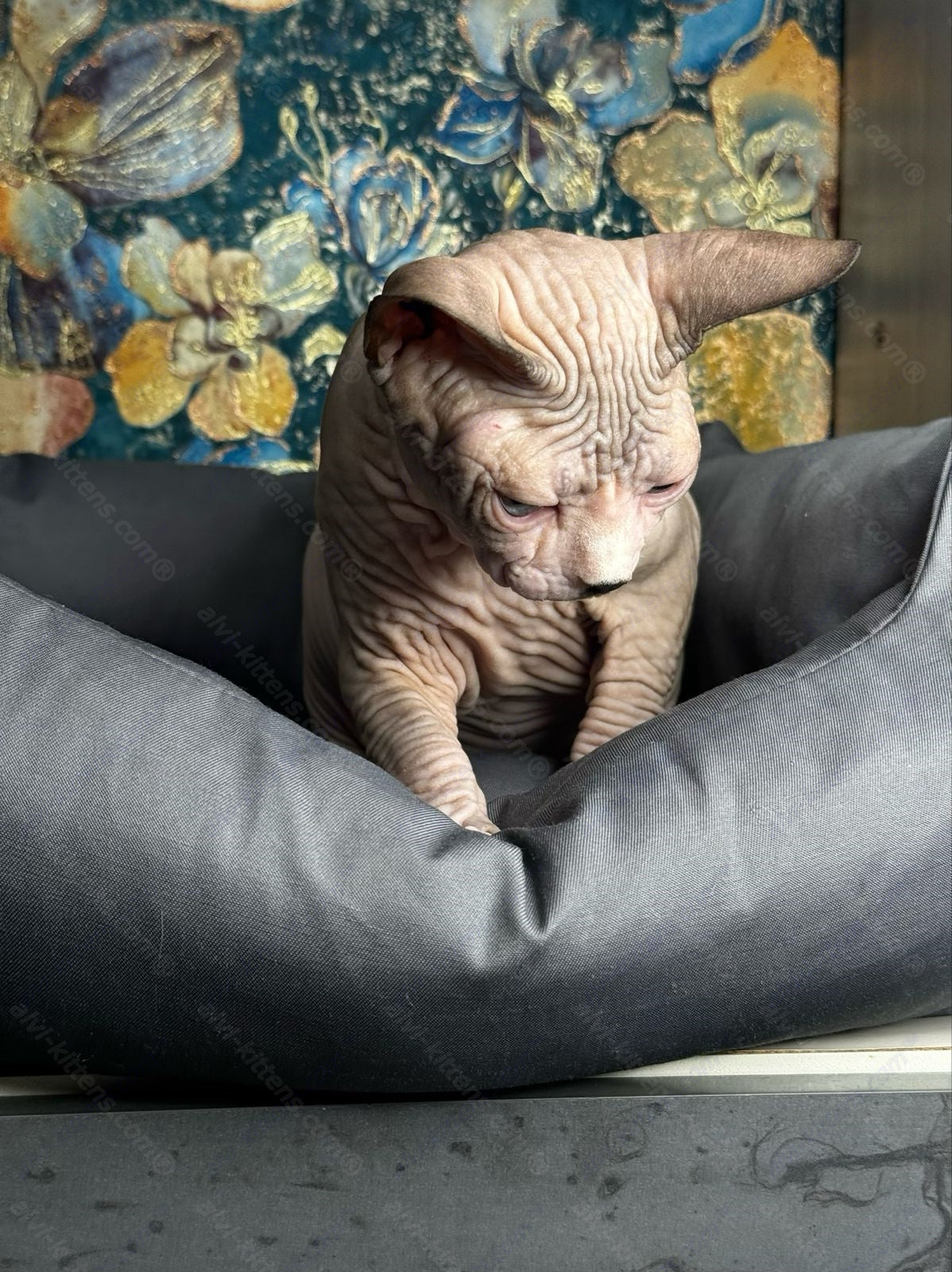 Canadian Sphynx Kitten "Flint"