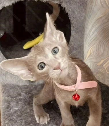 Oriental kitten name "ORf-002"