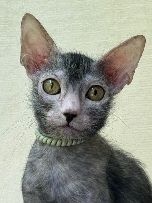 Lykoi Kitten Name "Wm-01"
