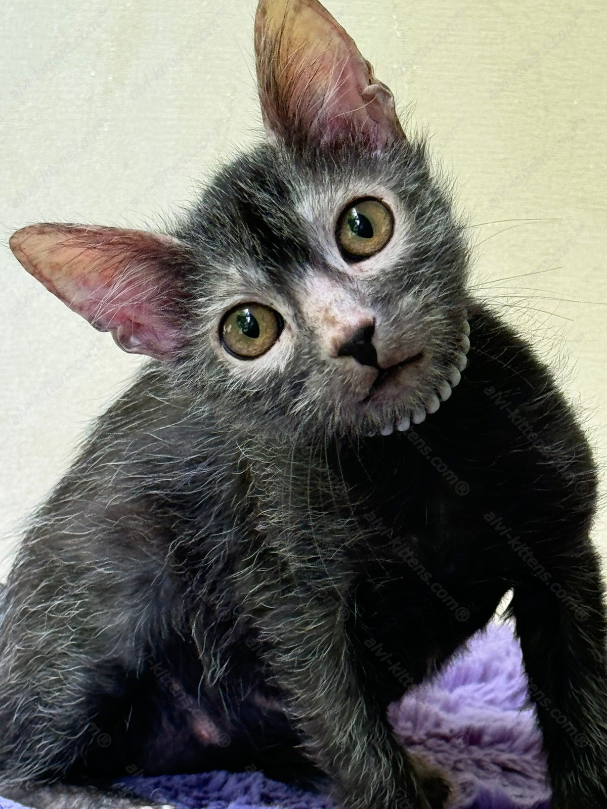 Lykoi Kitten Name "Vf-01"