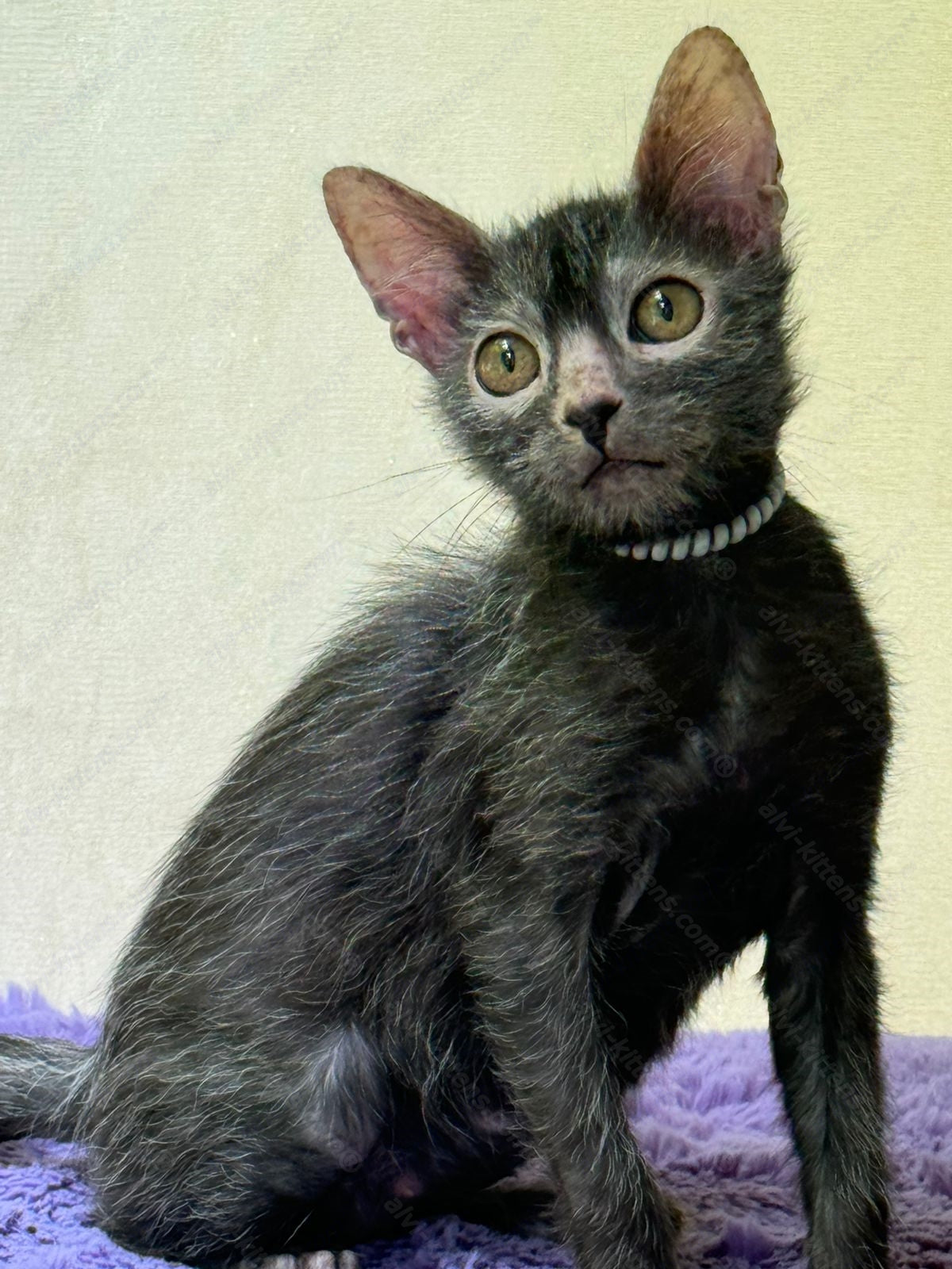 Lykoi Kitten Name "Vf-01"