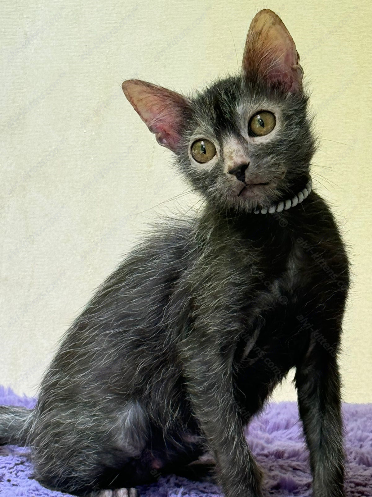 Lykoi Kitten Name "Vf-01"