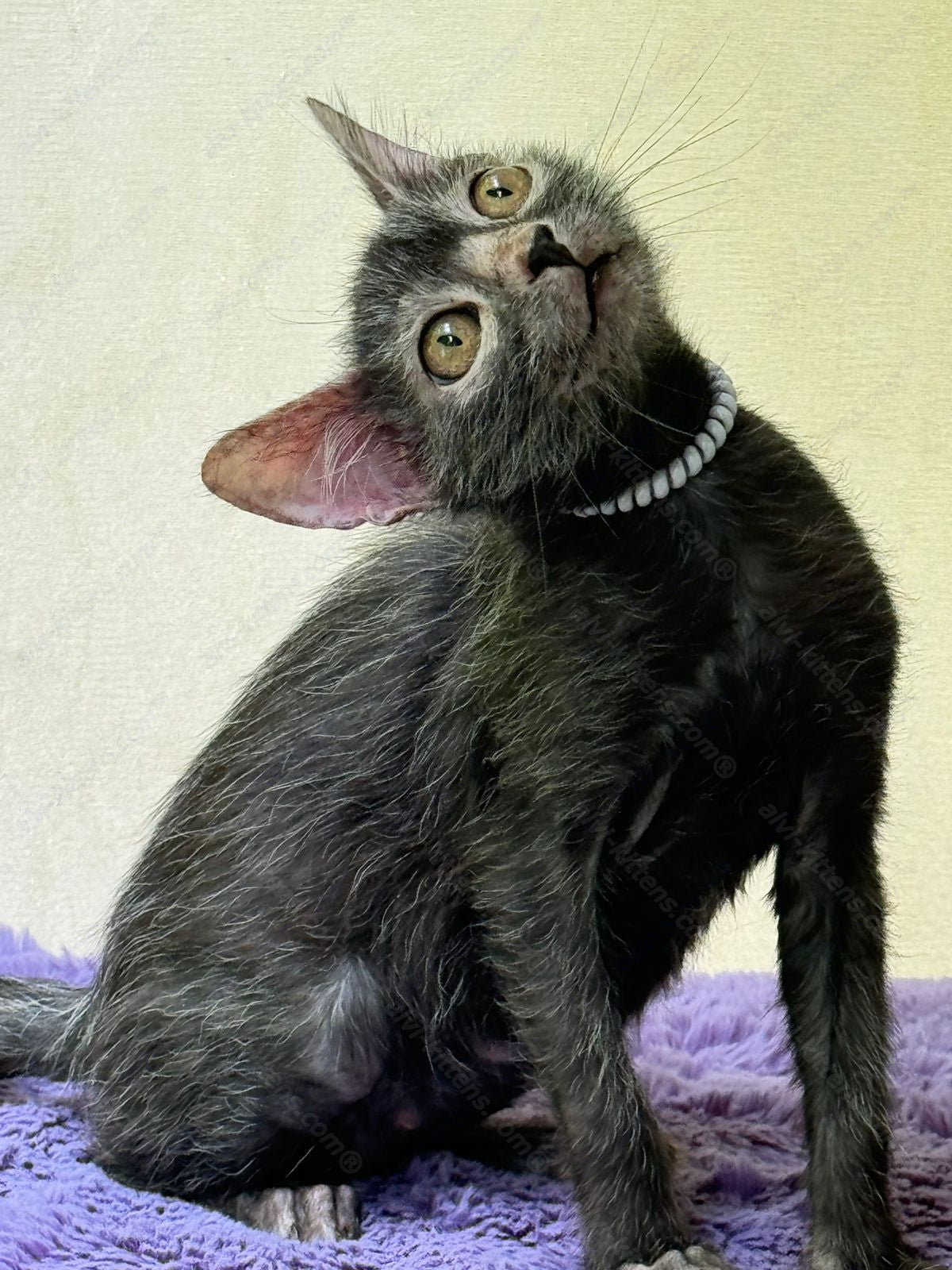 Lykoi Kitten Name "Vf-01"