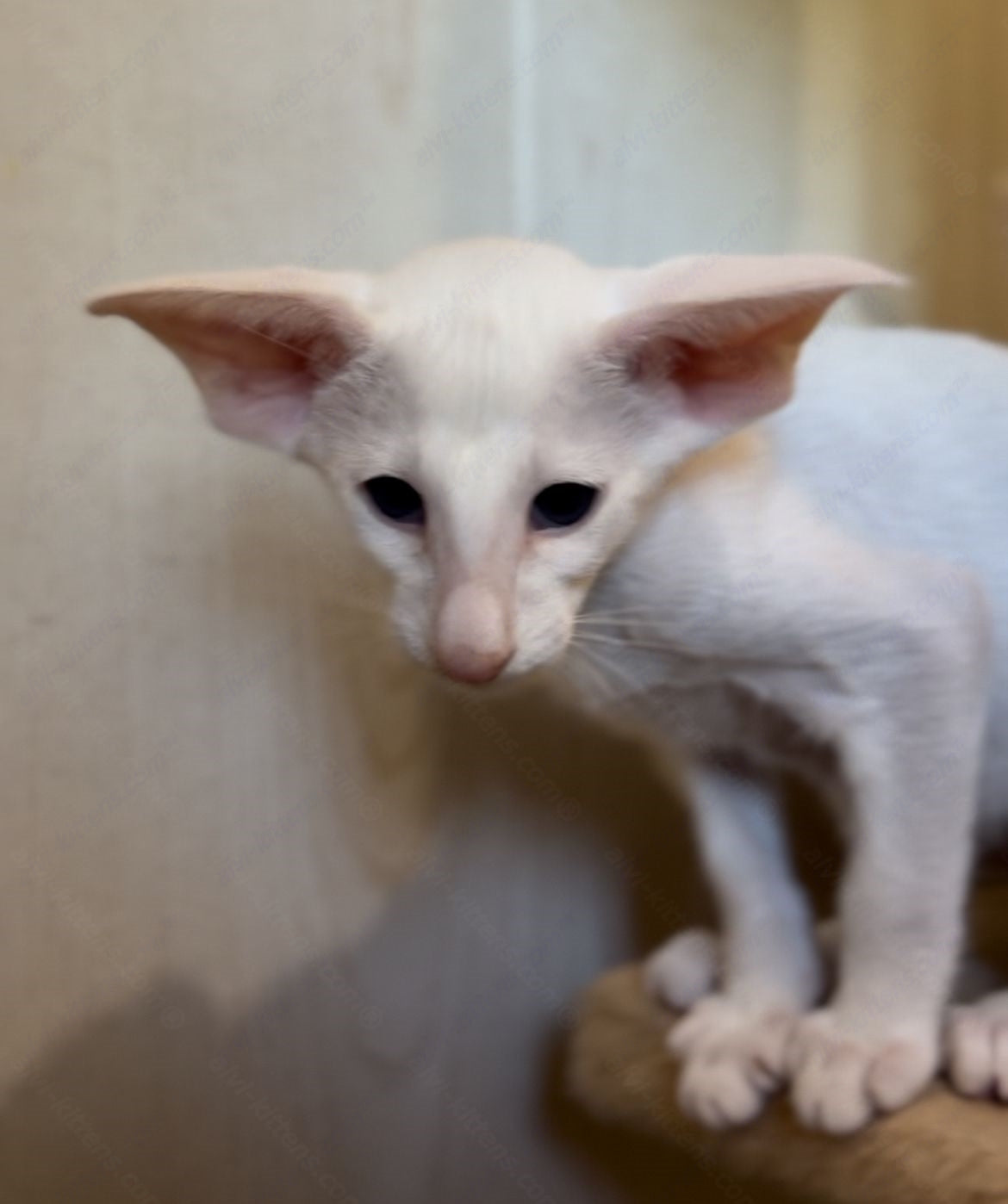 Oriental kitten name "Patrik"