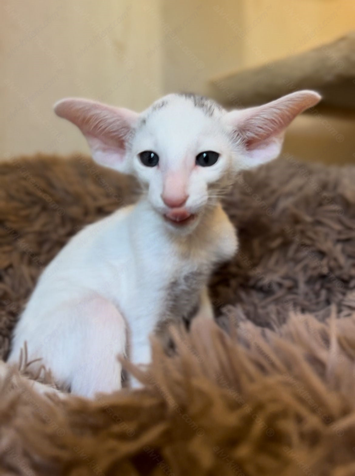 Oriental kitten name "Gosha"