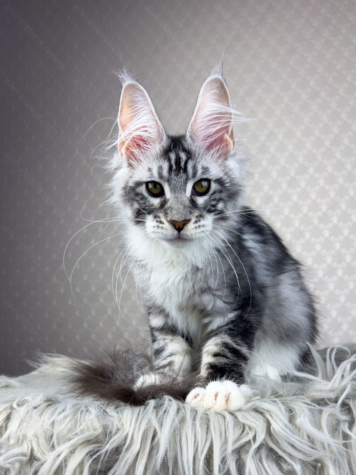 Maine Coon Kitten Name "Raoul"