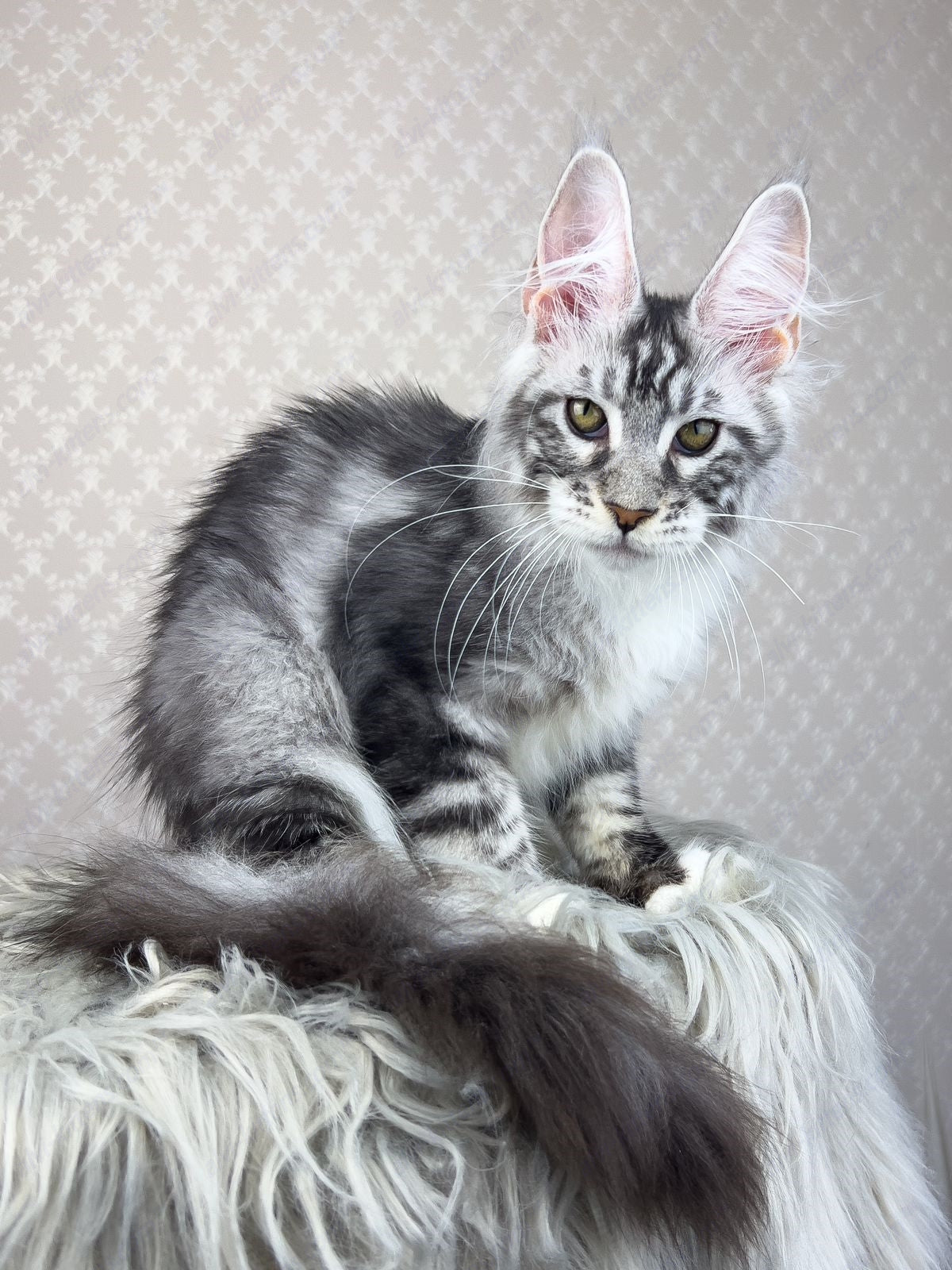 Maine Coon Kitten Name "Raoul"