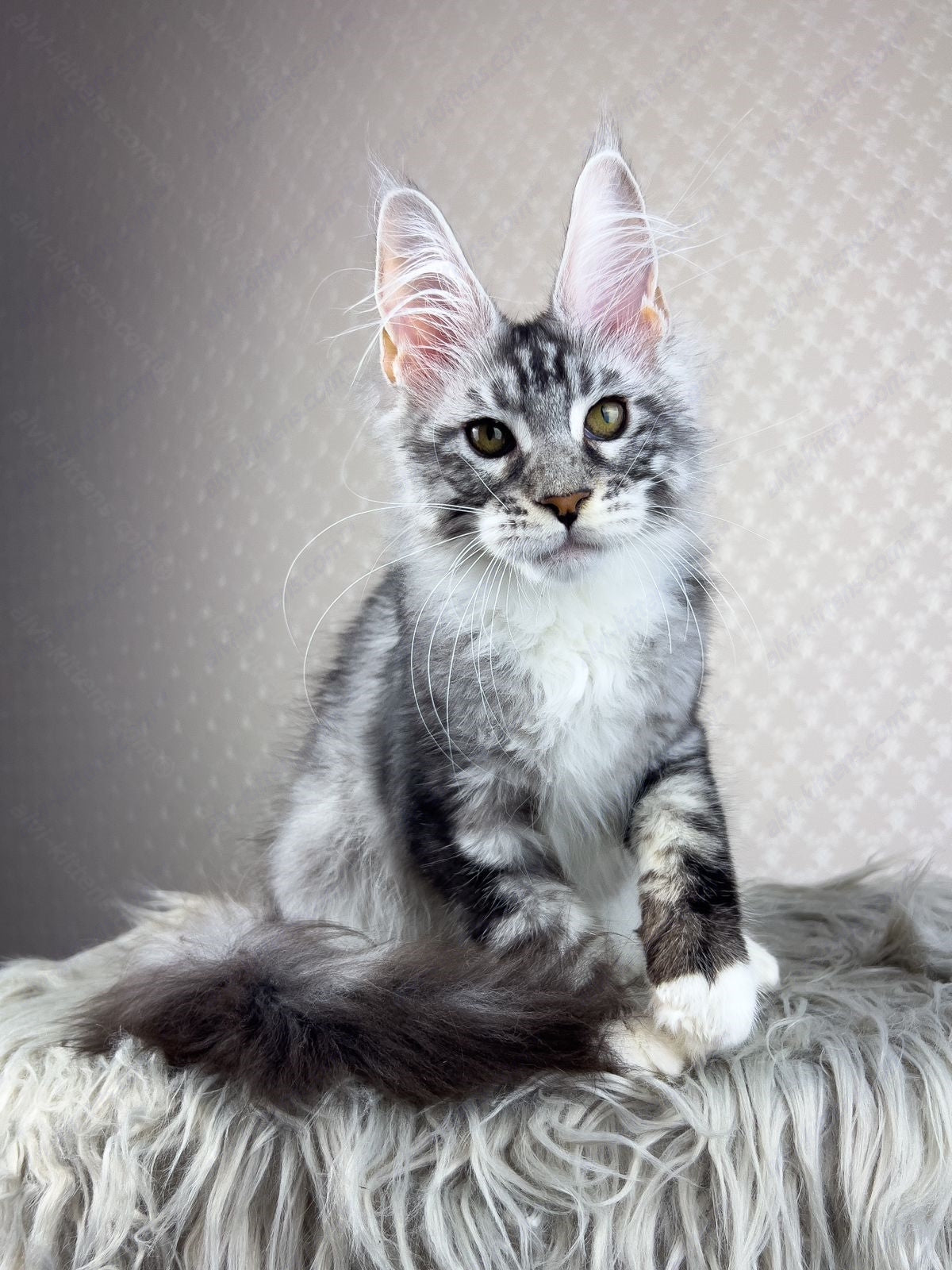 Maine Coon Kitten Name "Raoul"