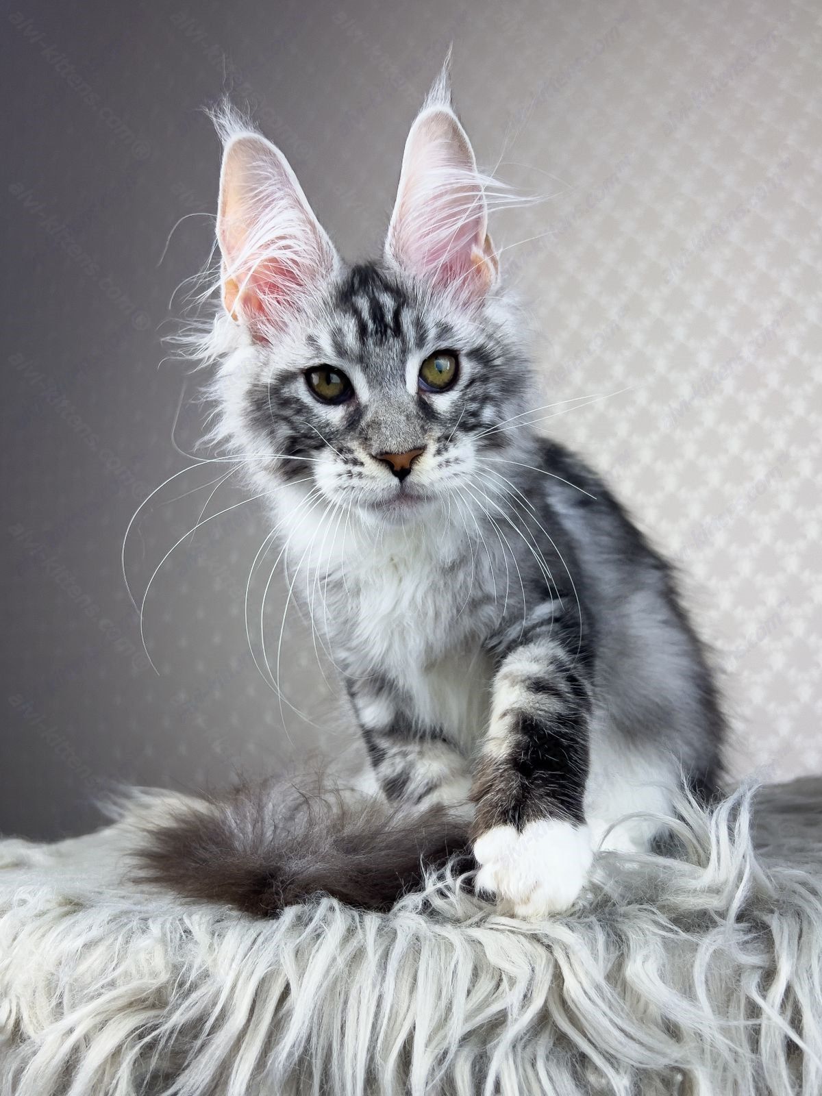 Maine Coon Kitten Name "Raoul"