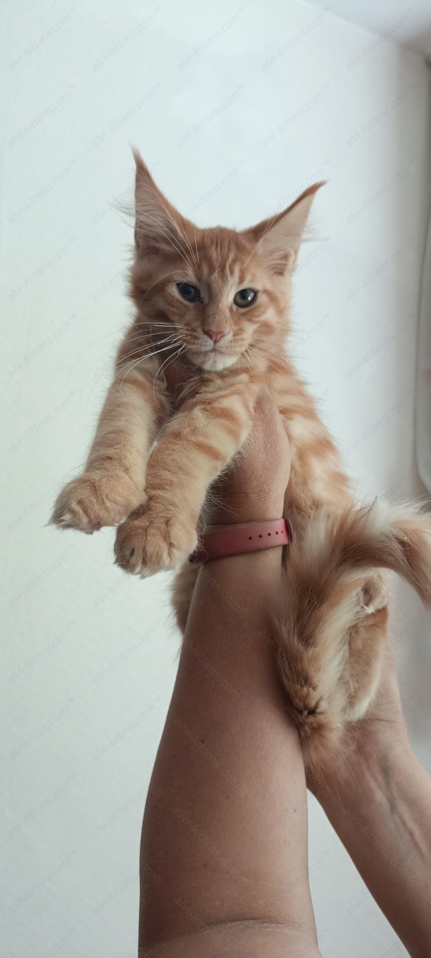 Maine Coon Kitten Name "Kala"