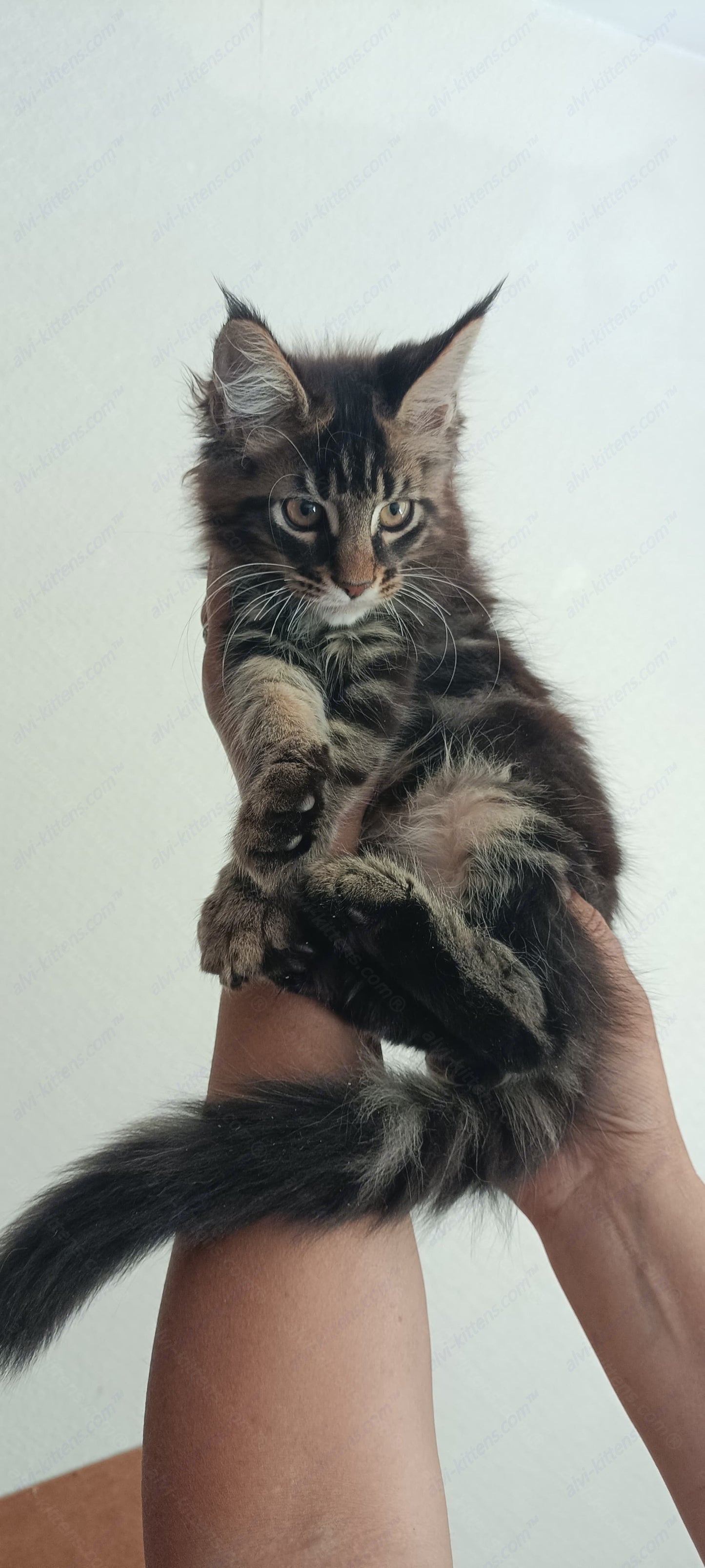 Maine Coon Kitten Name "Keks"