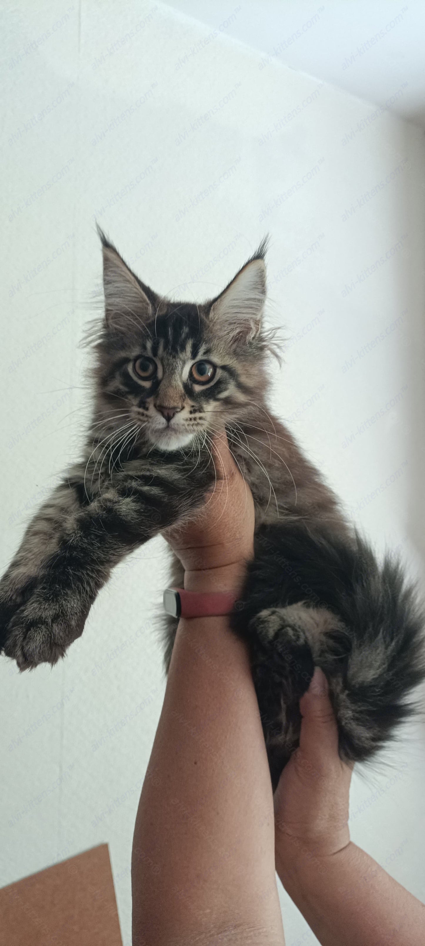 Maine Coon Kitten Name "Kuper"