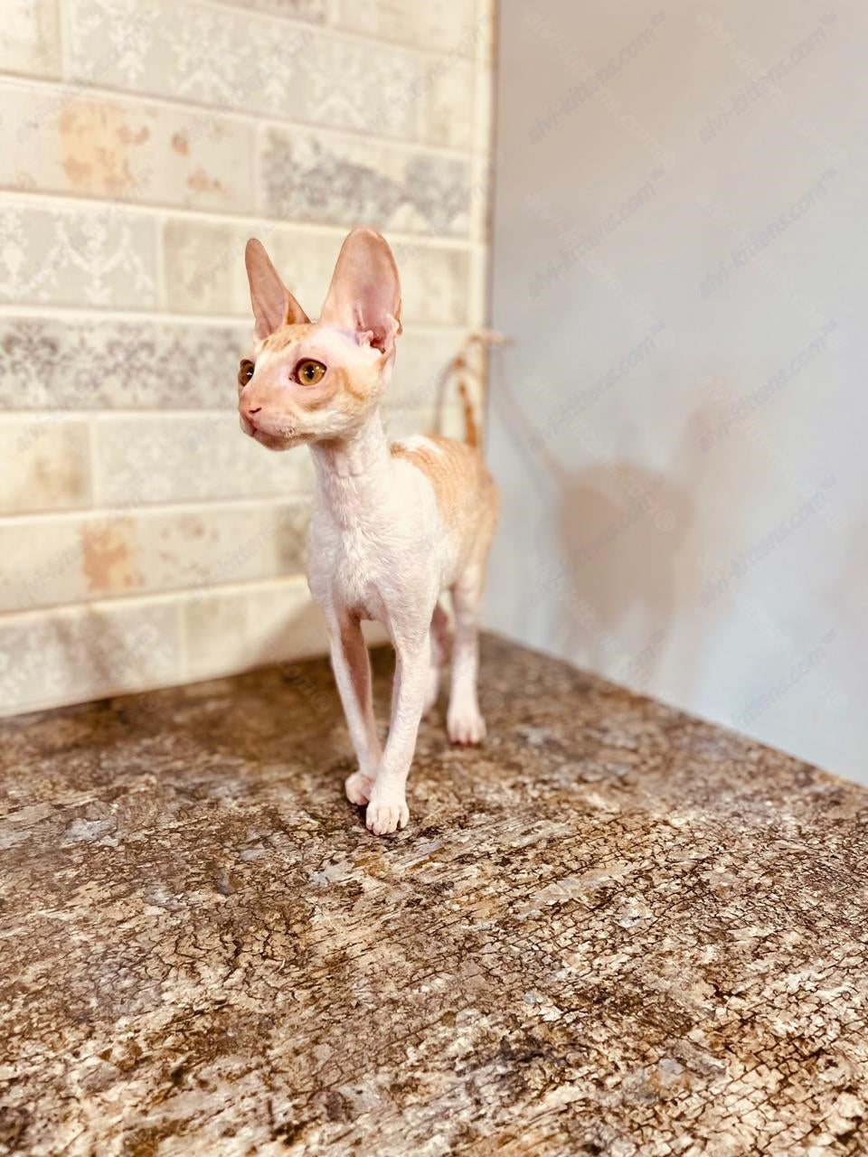 Cornish Rex kitten name "Joelle"