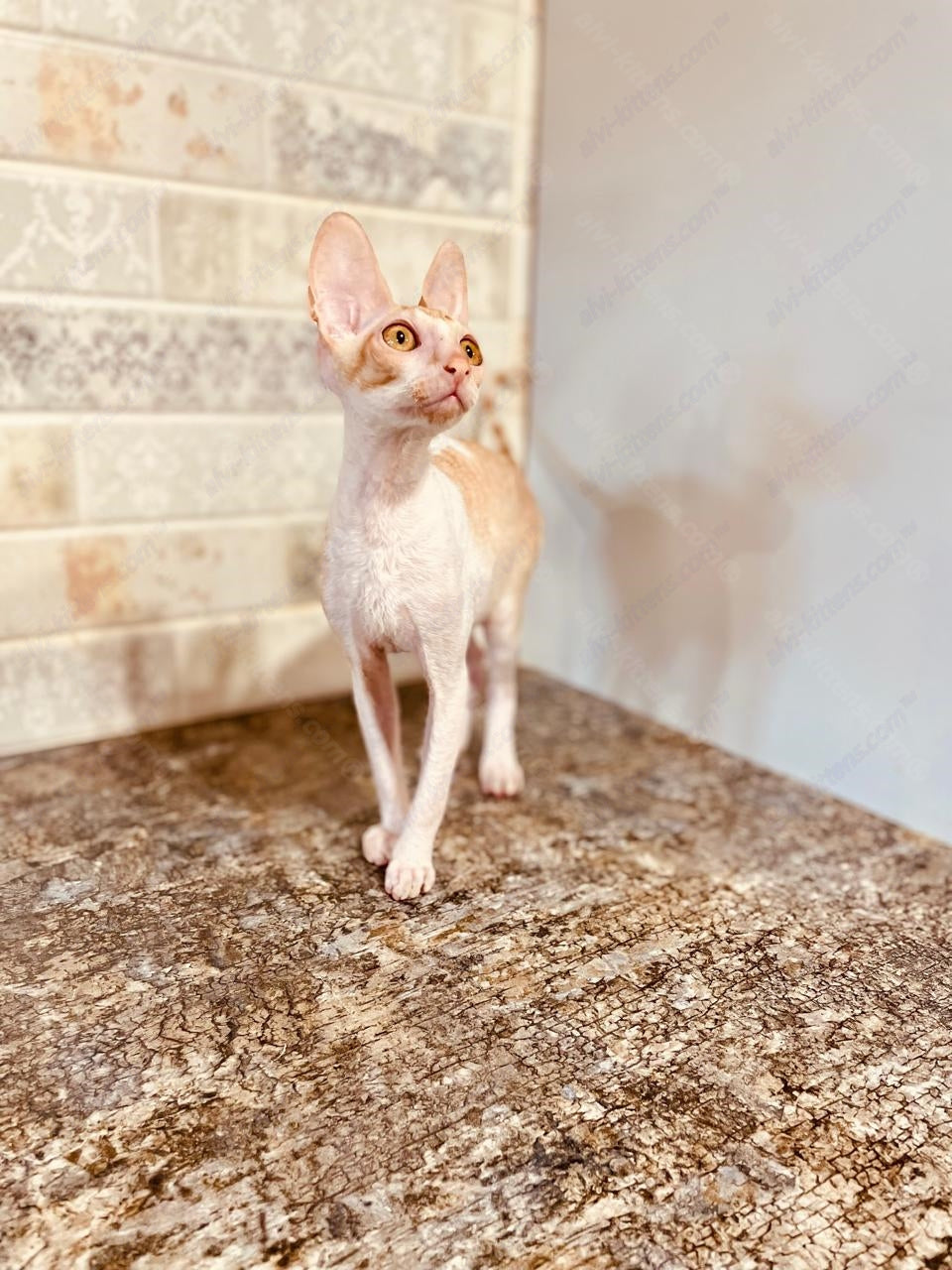 Cornish Rex kitten name "Joelle"