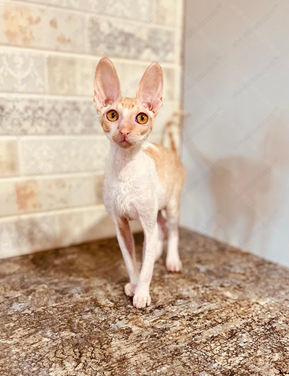 Cornish Rex kitten name "Joelle"